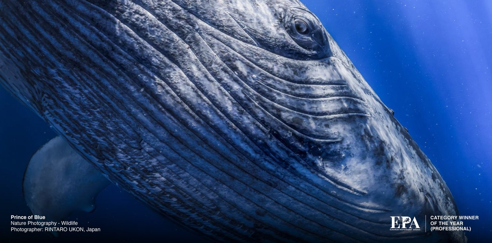 European Nature Photography of the Year