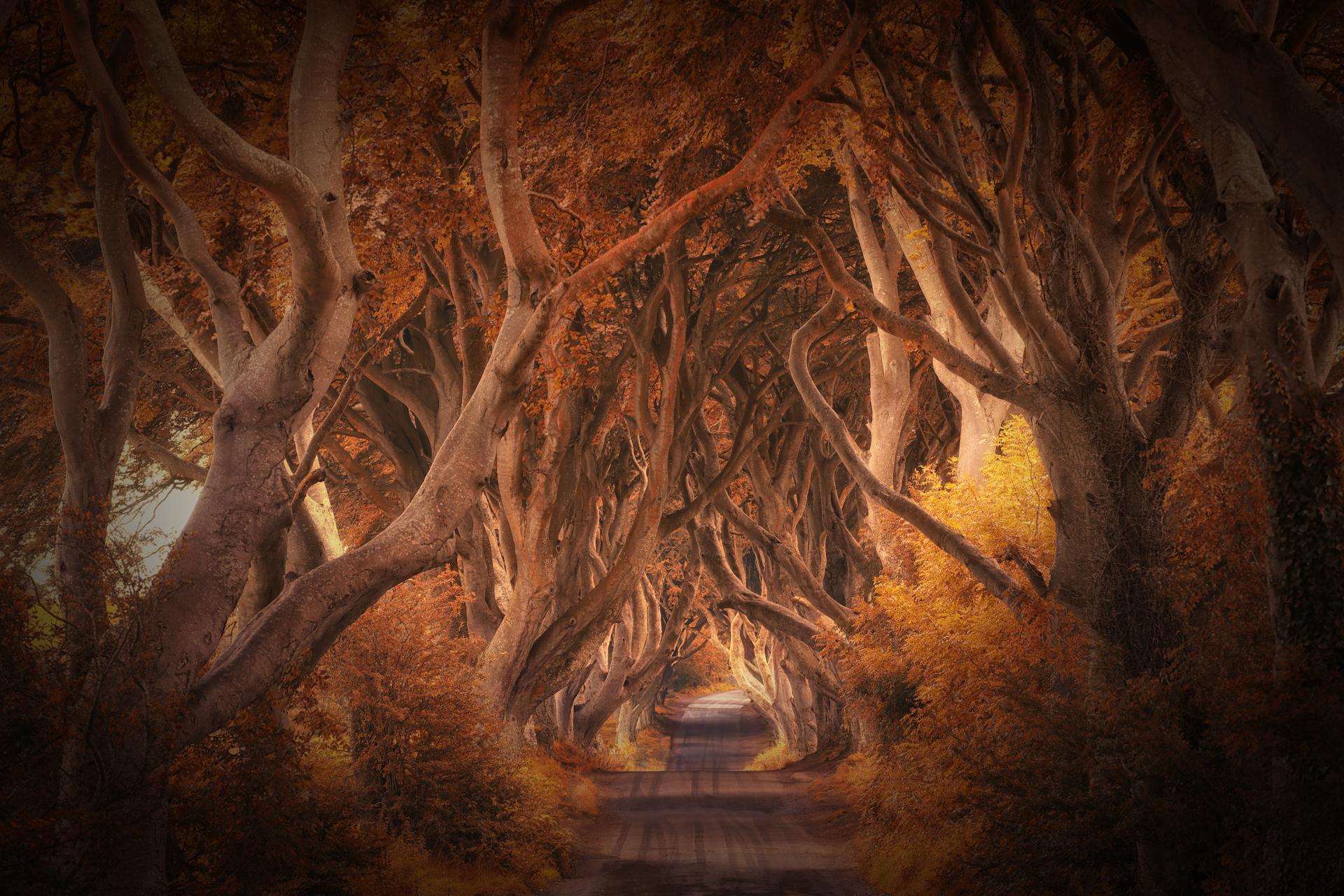 European Photography Awards Winner - the dark hedges