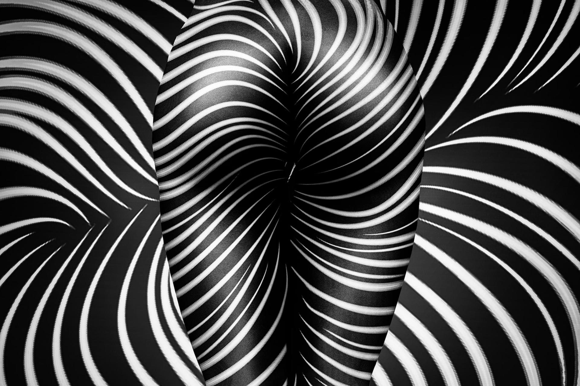 European Photography Awards Winner - lines-curves-zebra-art