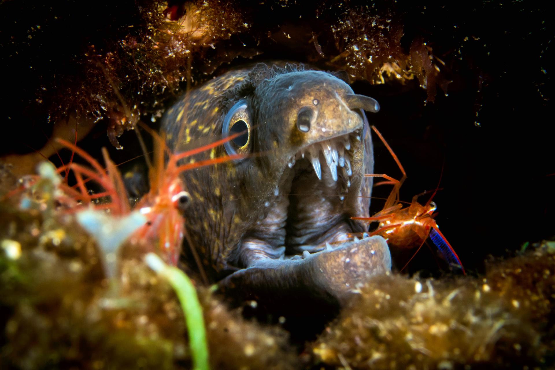 European Photography Awards Winner - At the Dentist