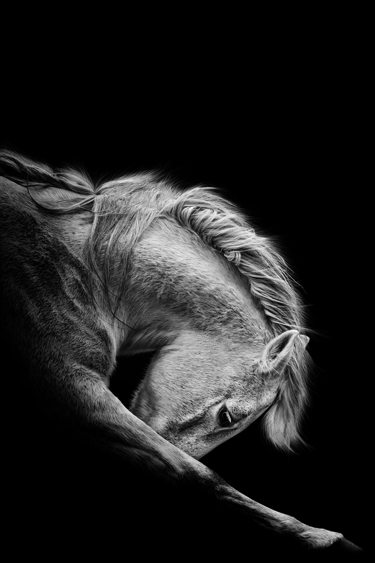 European Photography Awards Winner - Horsescapes