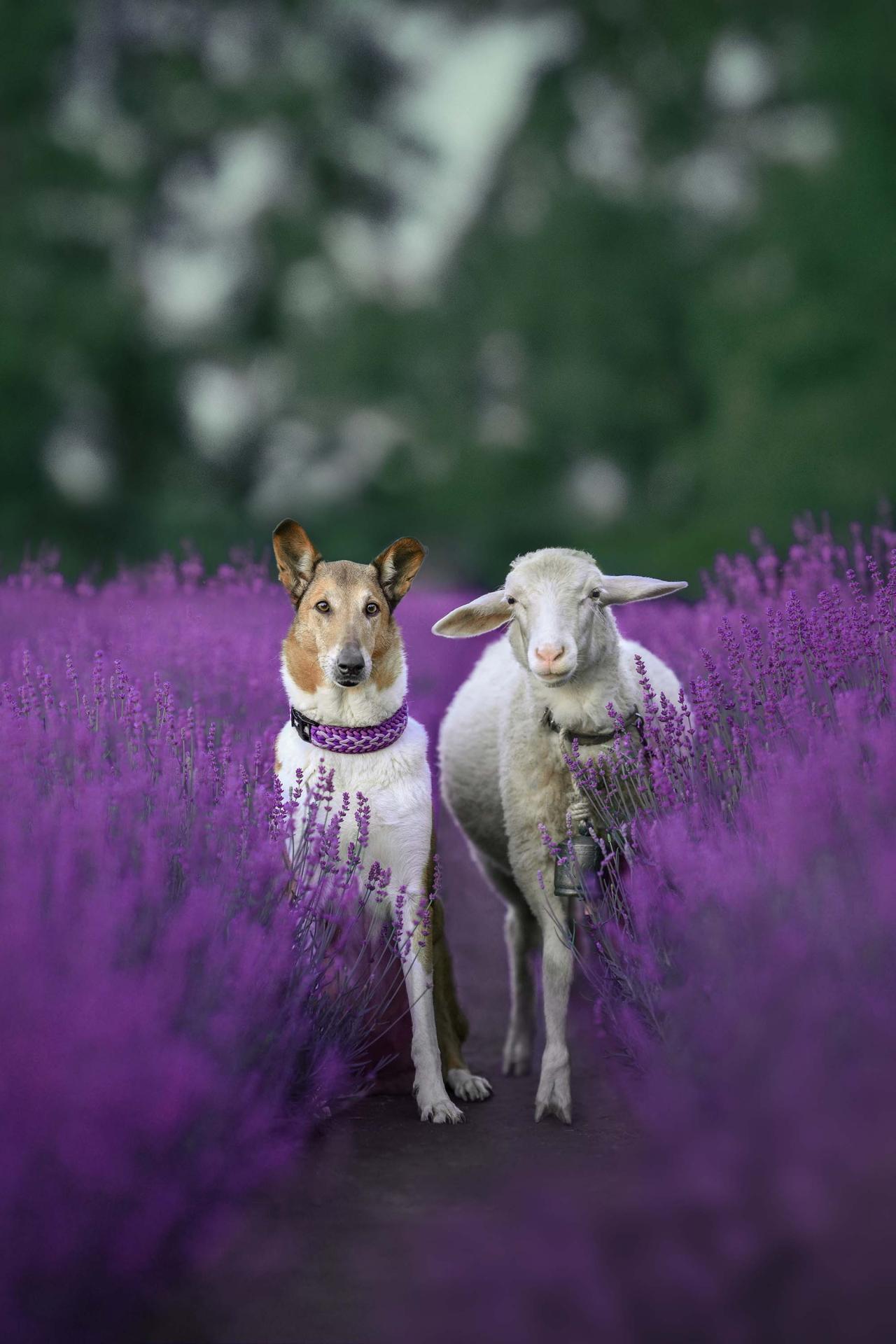 European Photography Awards Winner - Shepherd and his sheep