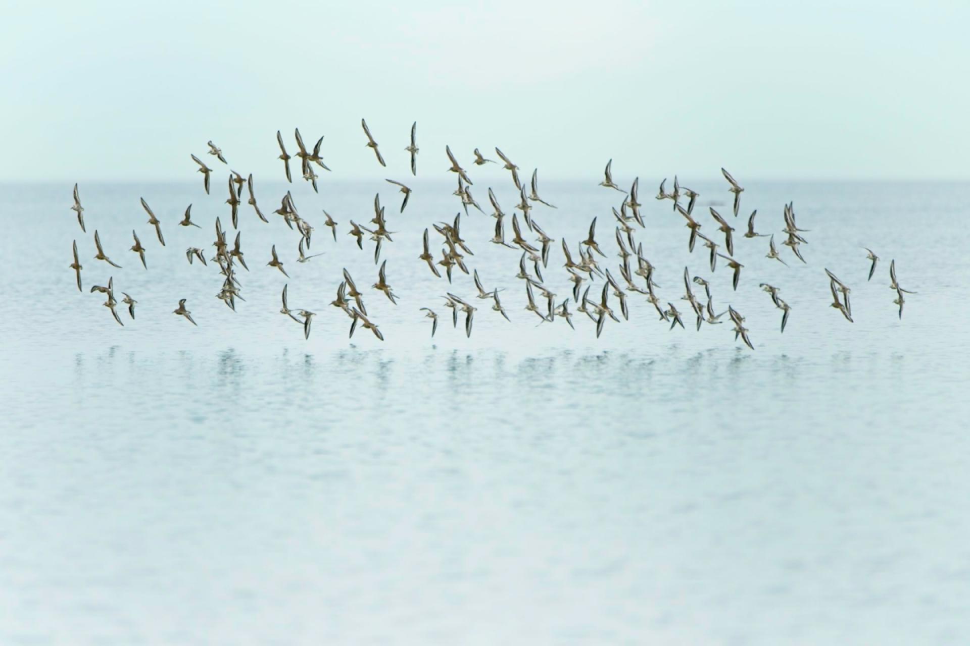 European Photography Awards Winner - Avian Ballet