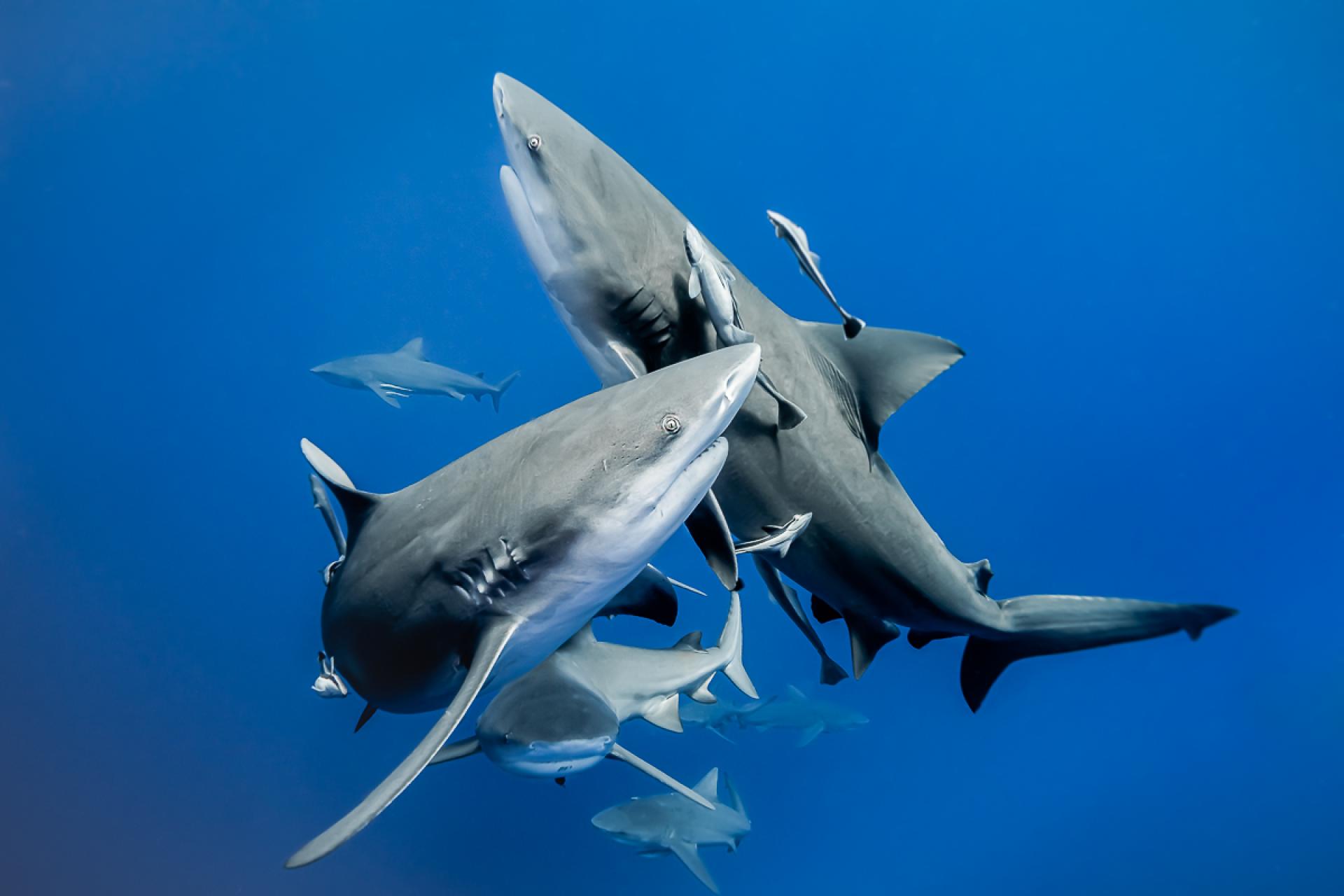 European Photography Awards Winner - Bull sharks synchronised ballet