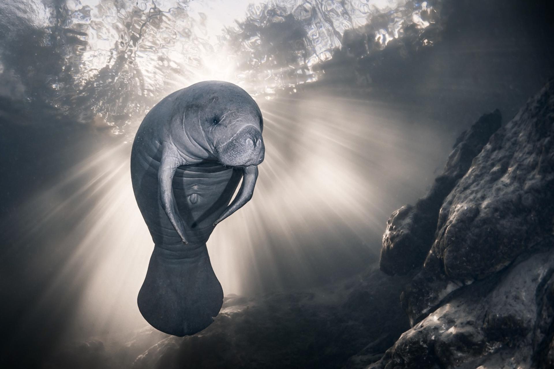 European Photography Awards Winner - Manatee portrait