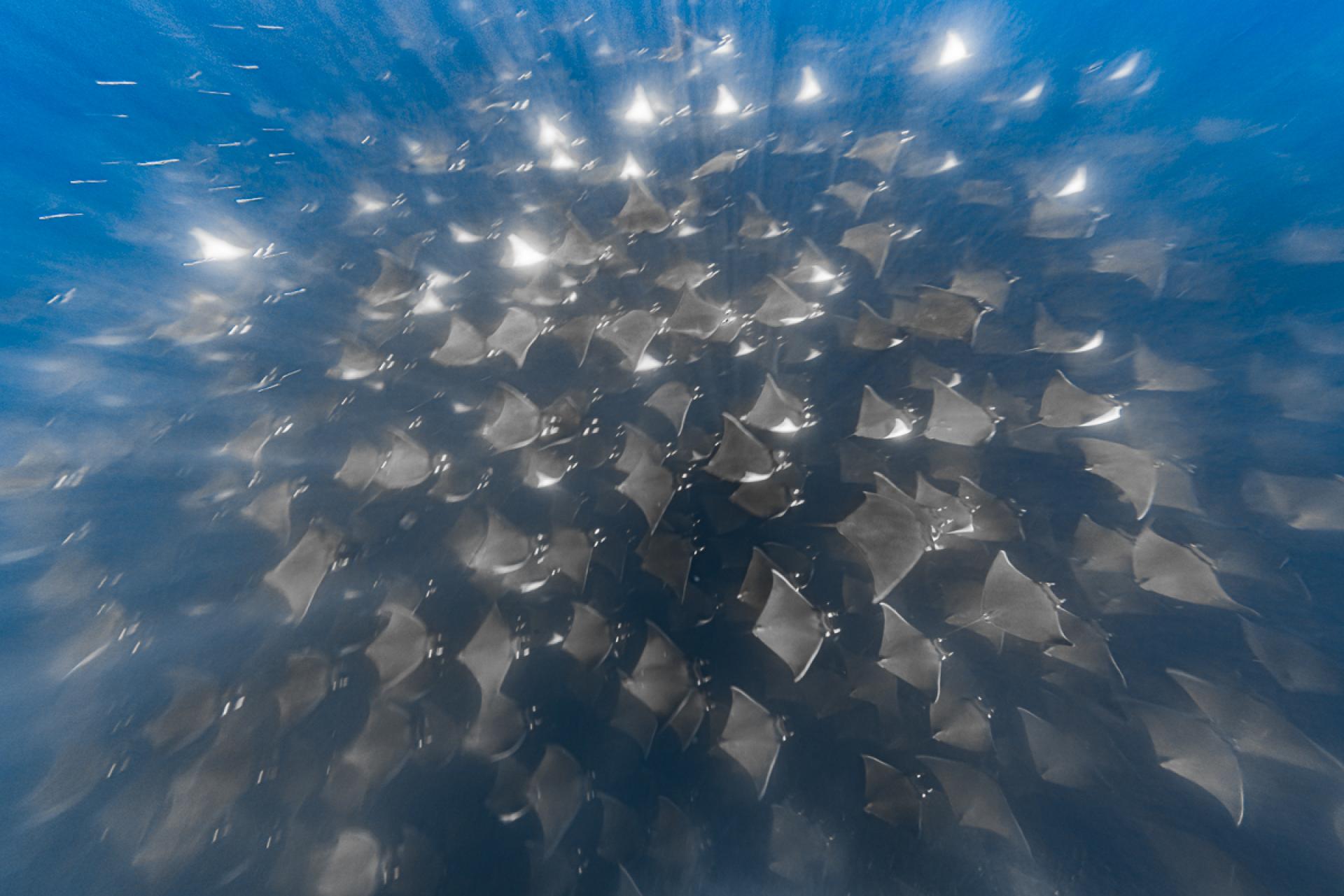 European Photography Awards Winner - 5000 mobula rays