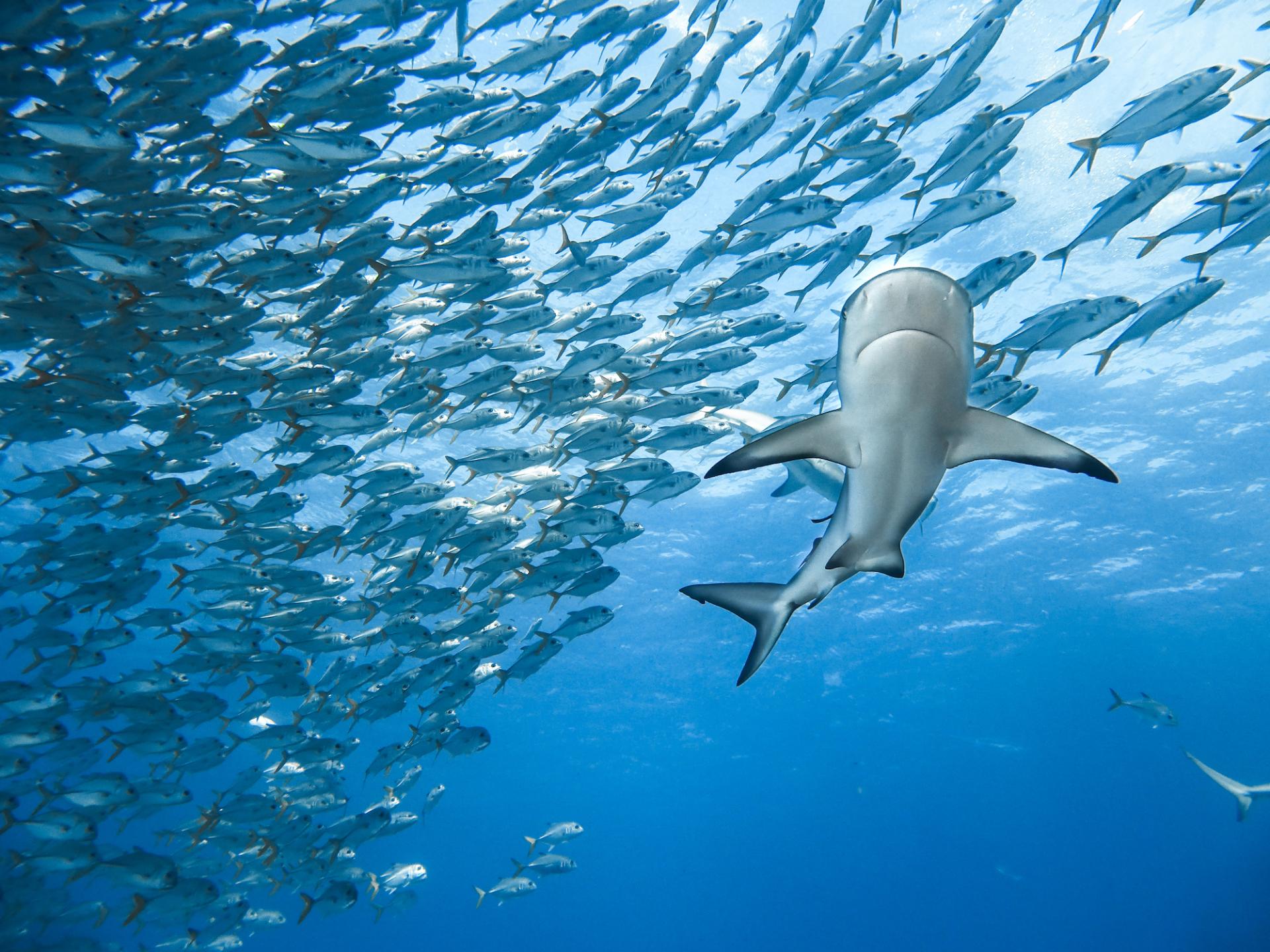 European Photography Awards Winner - A Caribbean Reef Shark Blending In