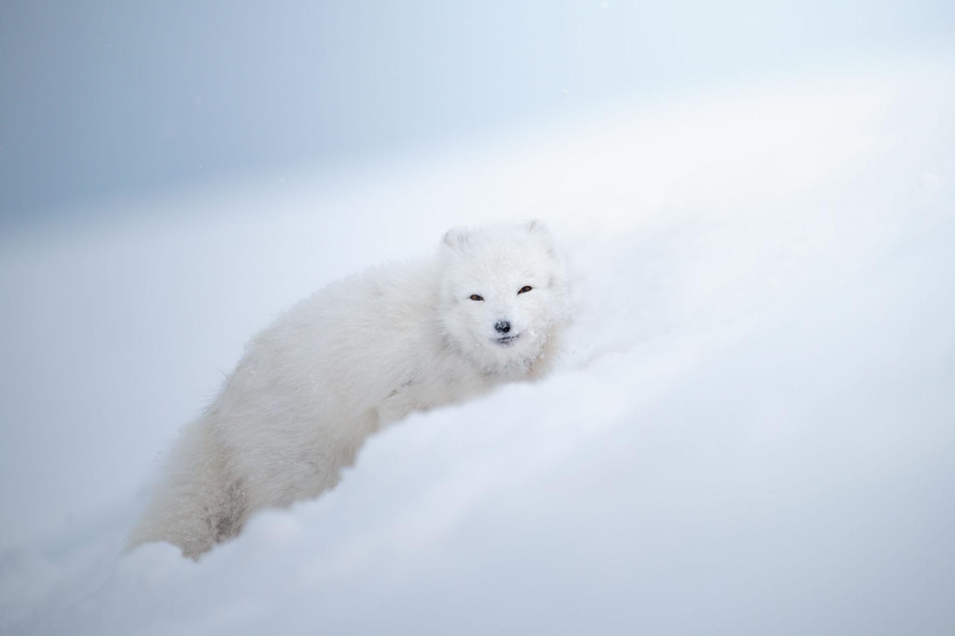 European Photography Awards Winner - Arctic Fox, the ice queen