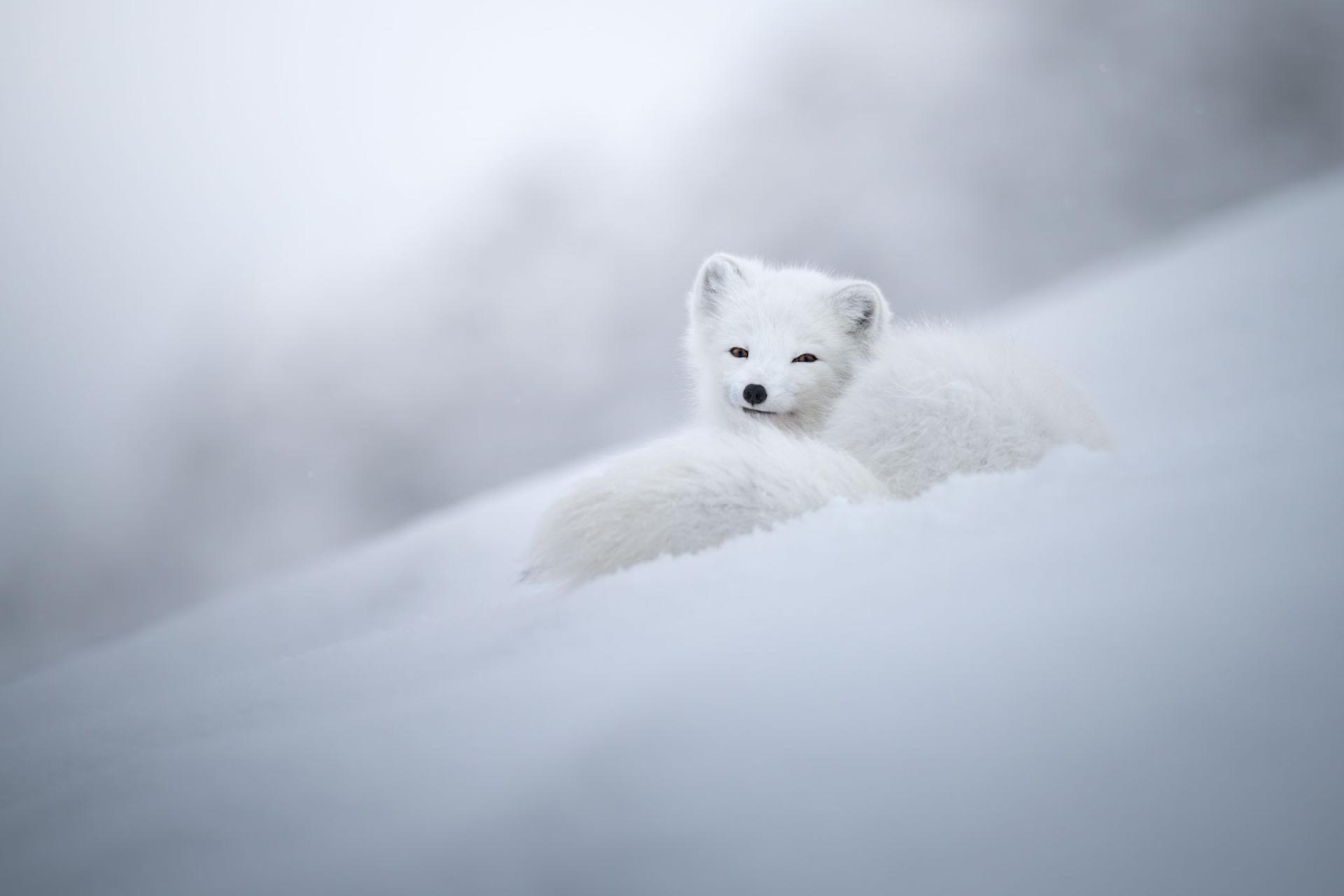 European Photography Awards Winner - Divine beauty of an arctic fox