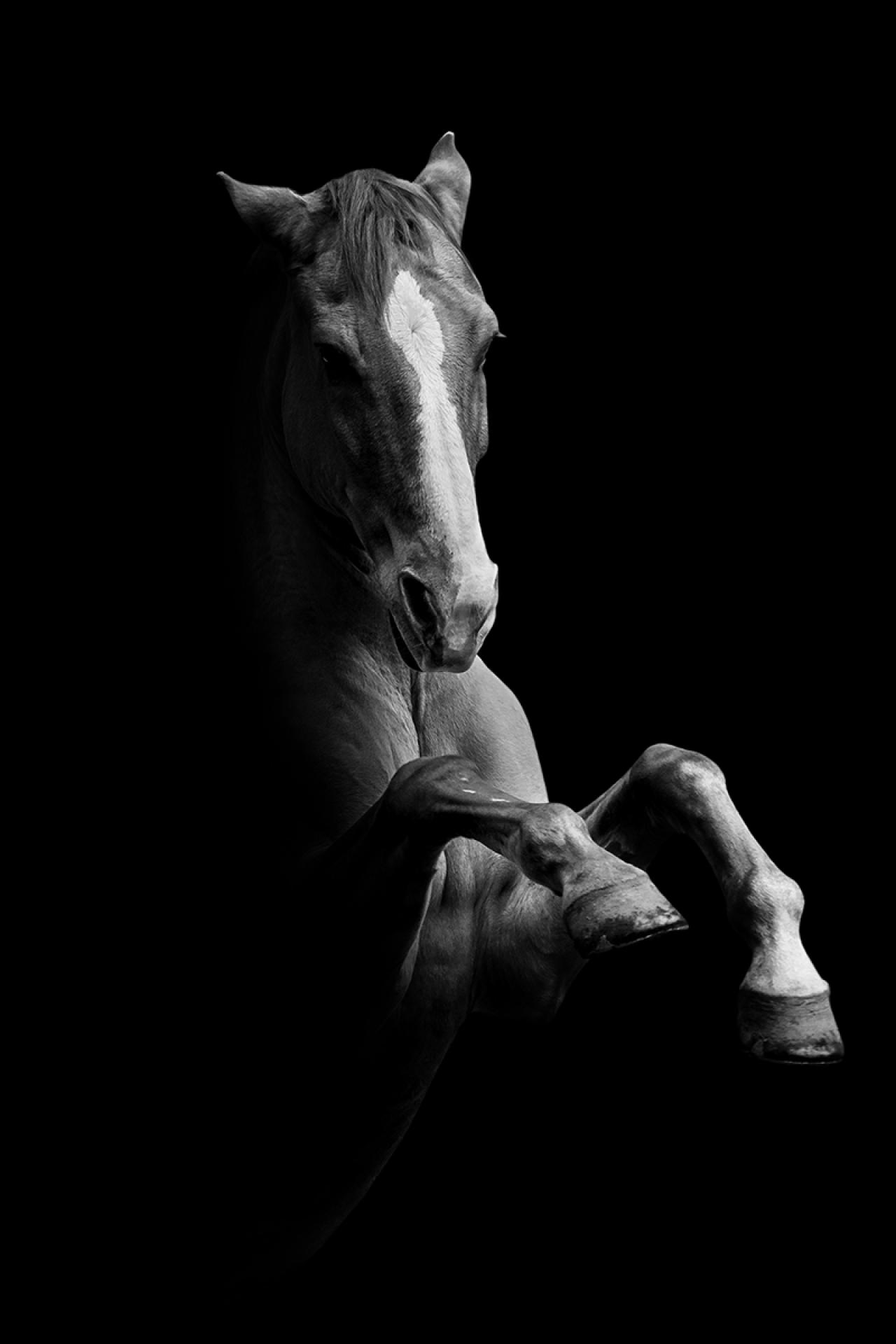 European Photography Awards Winner - Horsescapes