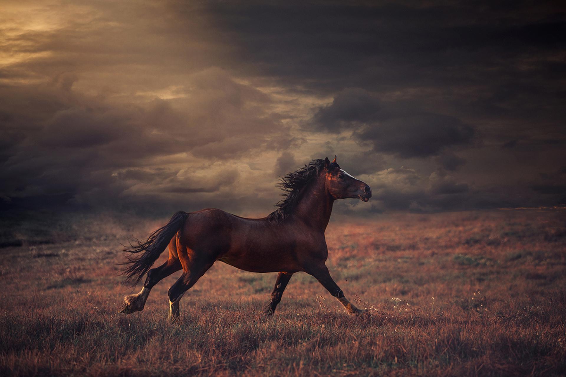 European Photography Awards Winner - Magic Of Horses