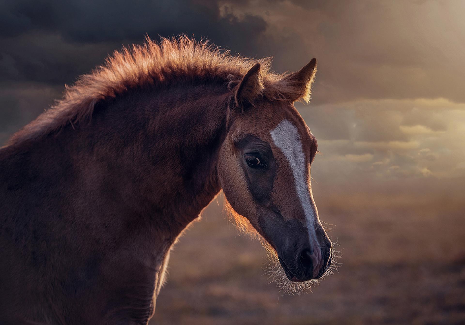 European Photography Awards Winner - Magic Of Horses