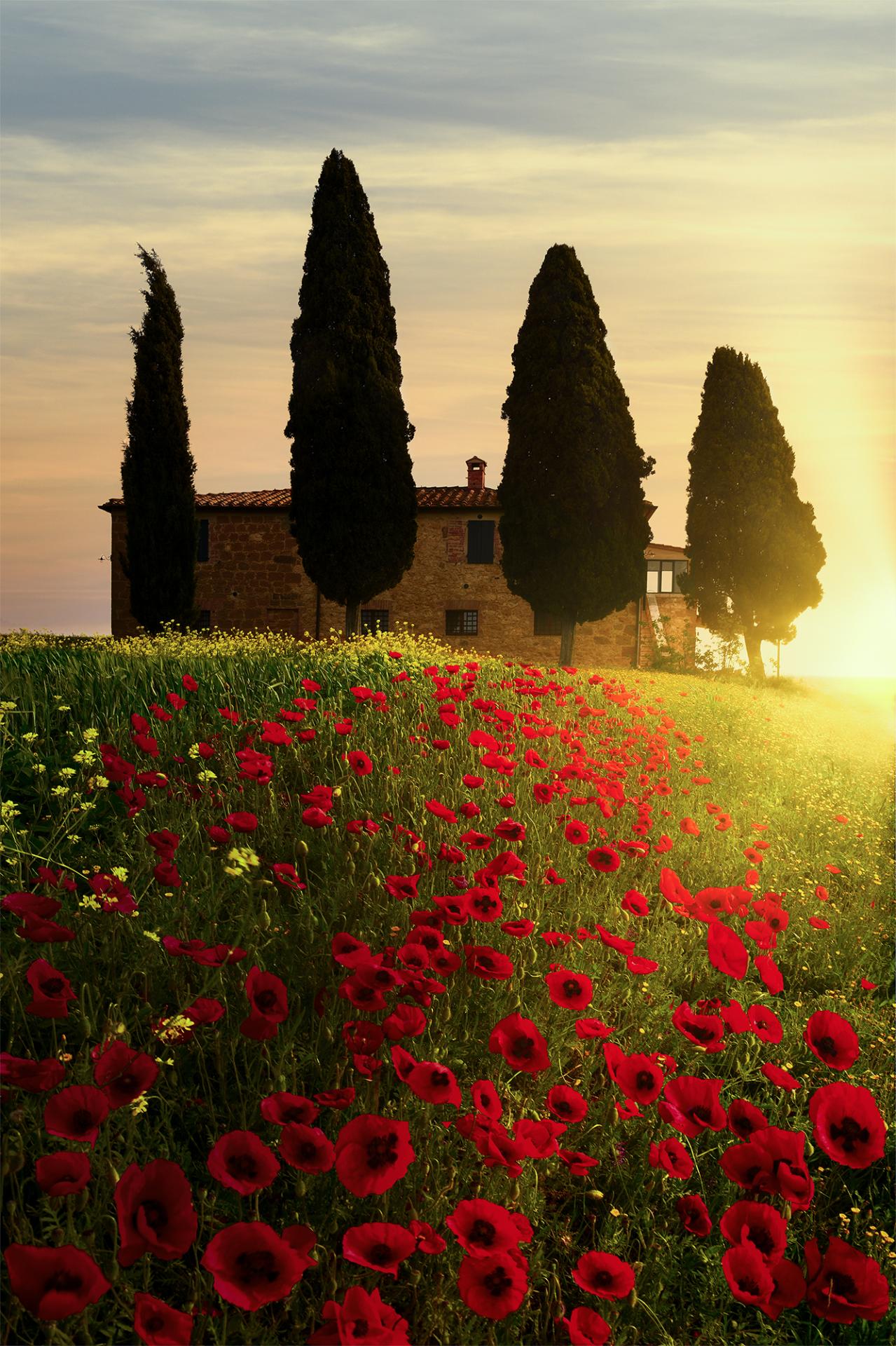 European Photography Awards Winner - Spring Blooms in Tuscany