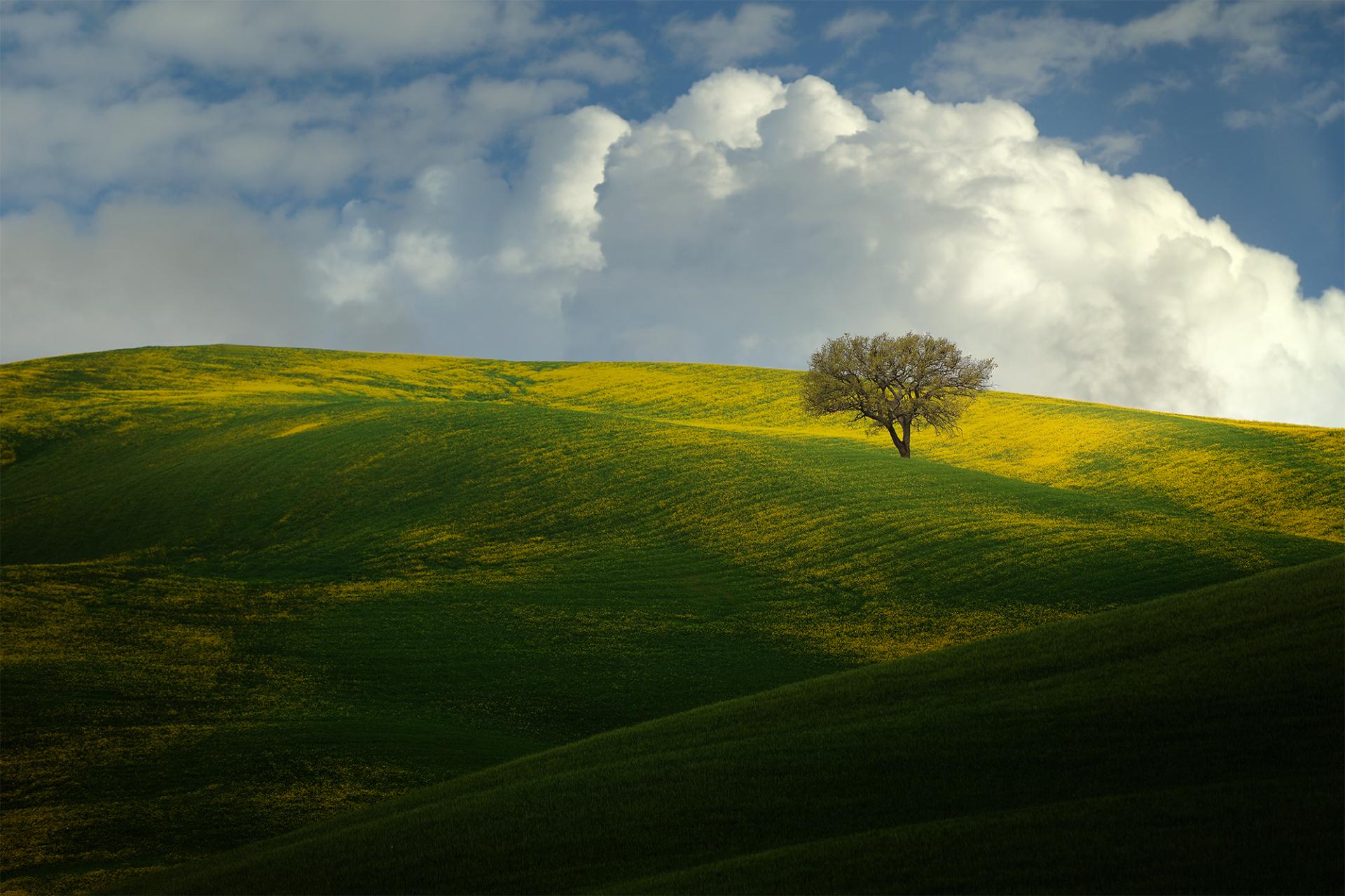 European Photography Awards Winner - Spring Blooms in Tuscany