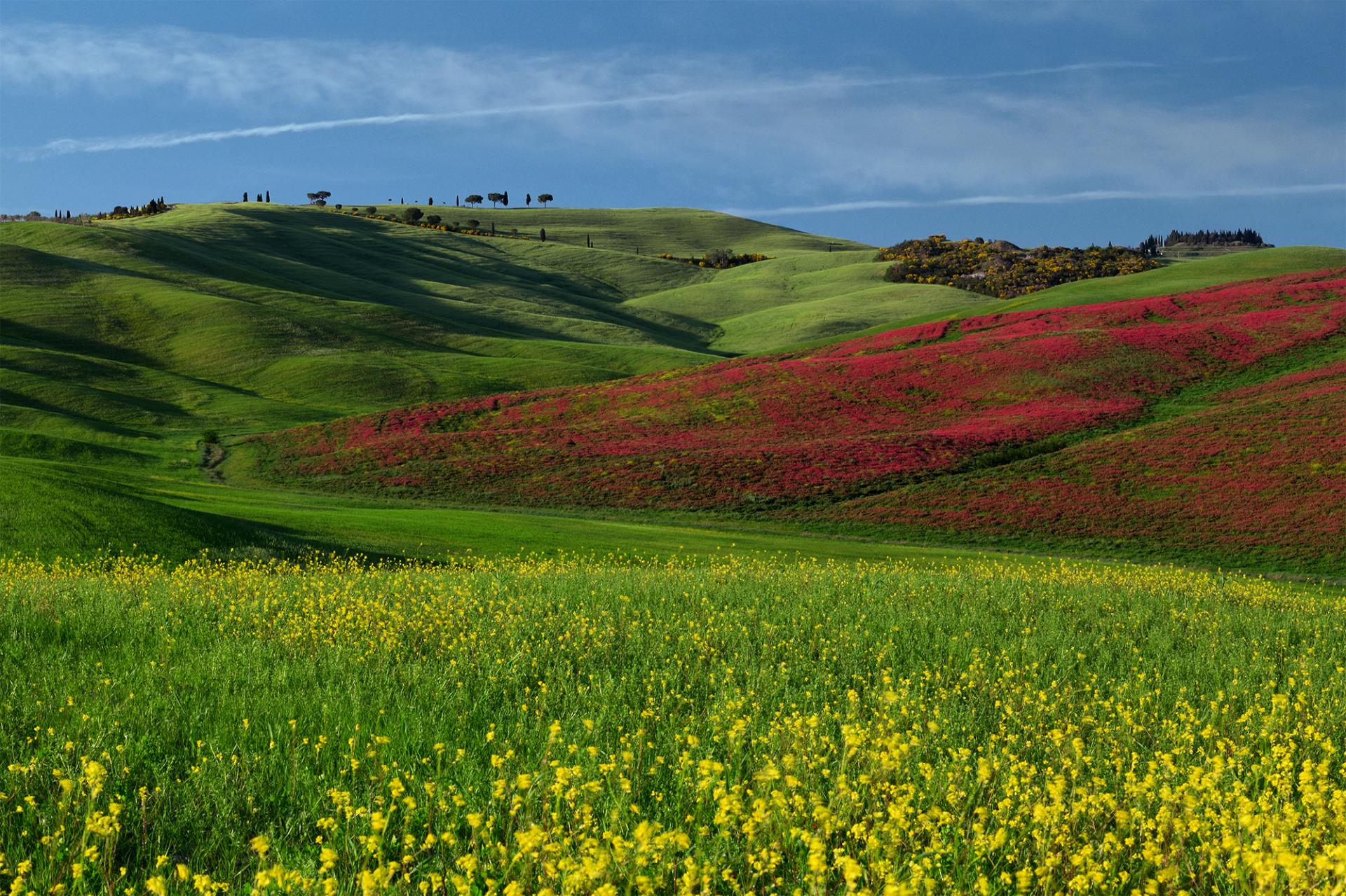 European Photography Awards Winner - Spring Blooms in Tuscany