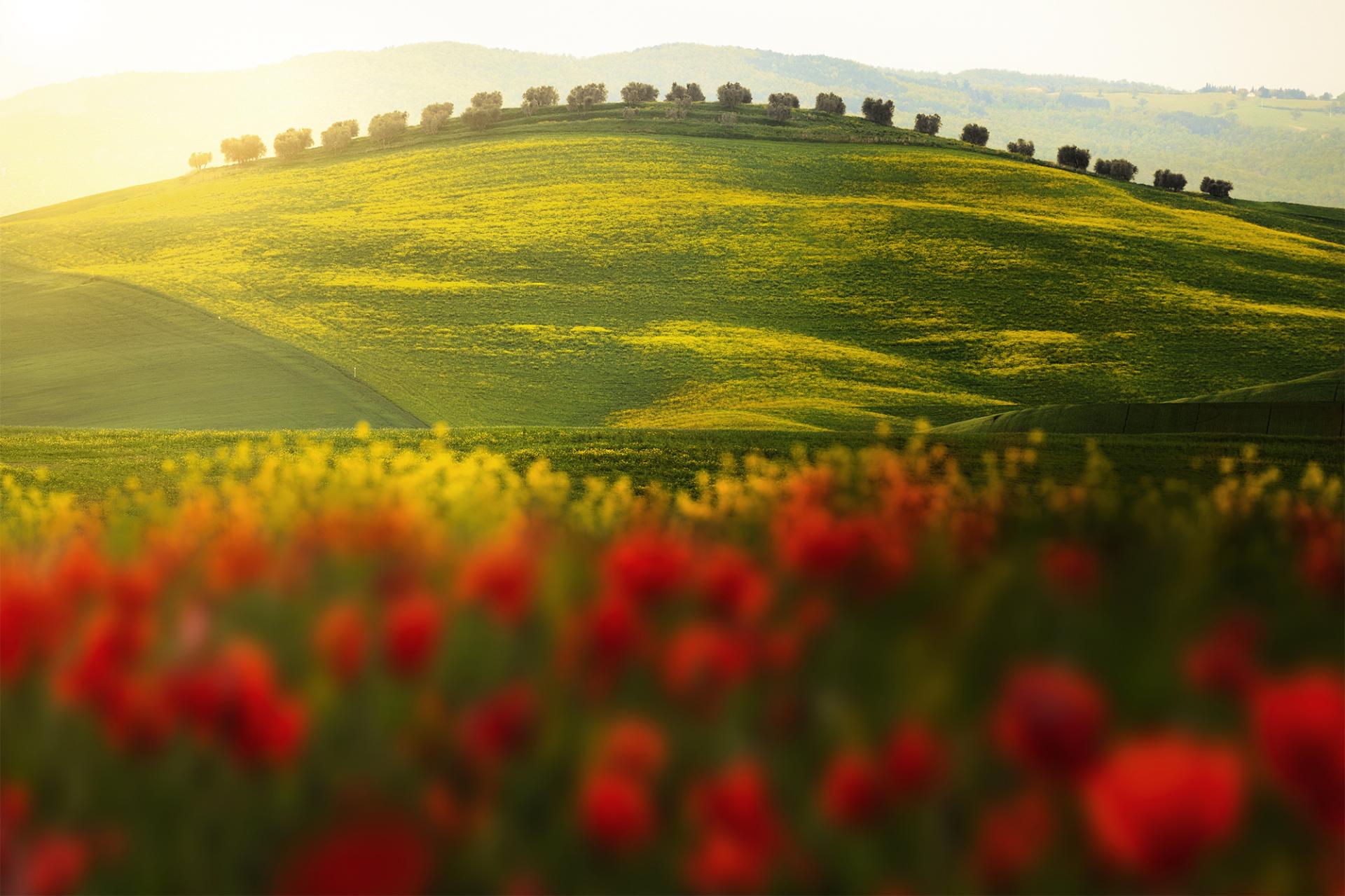 European Photography Awards Winner - Spring Blooms in Tuscany