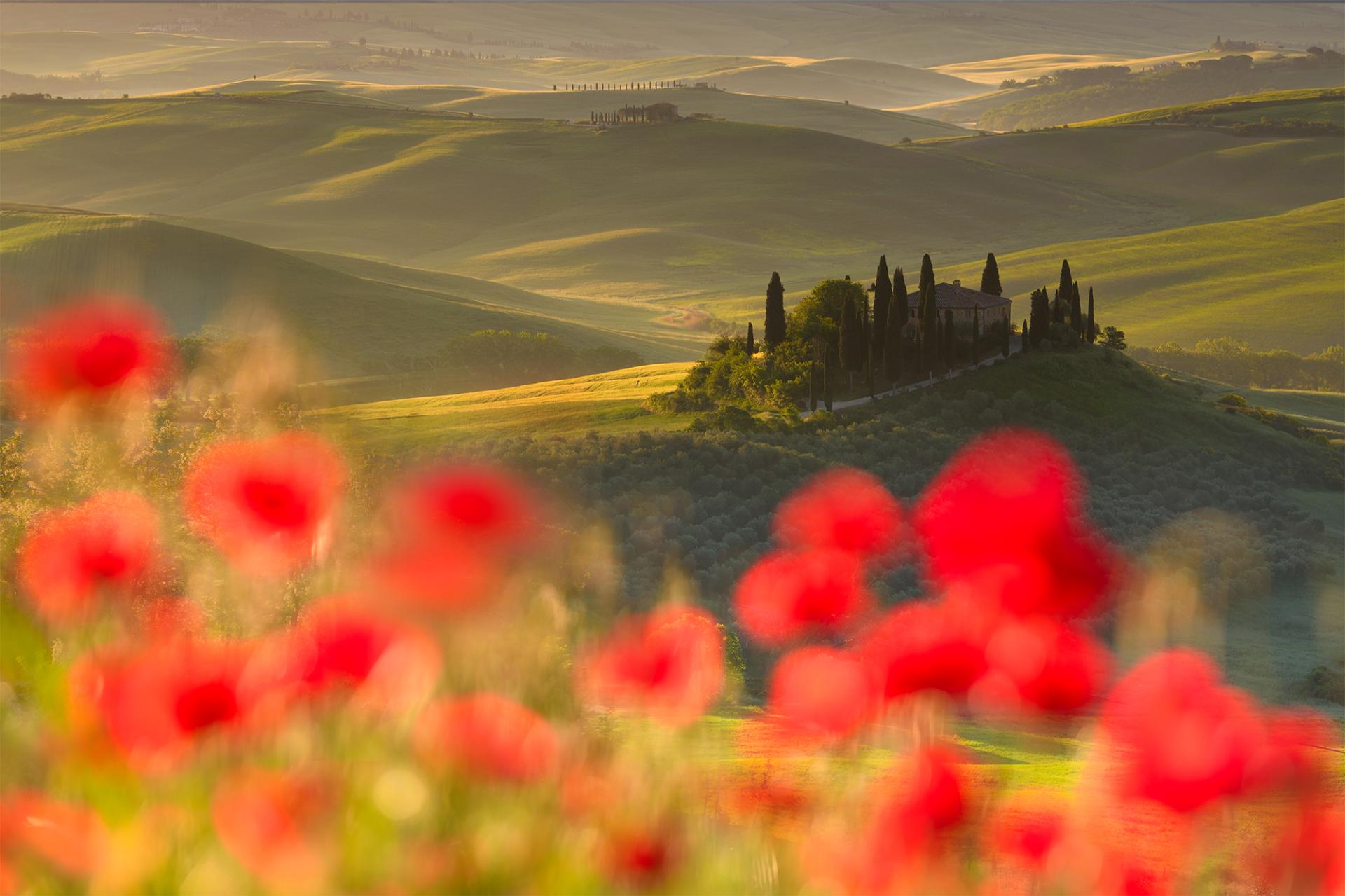 European Photography Awards Winner - Spring Blooms in Tuscany