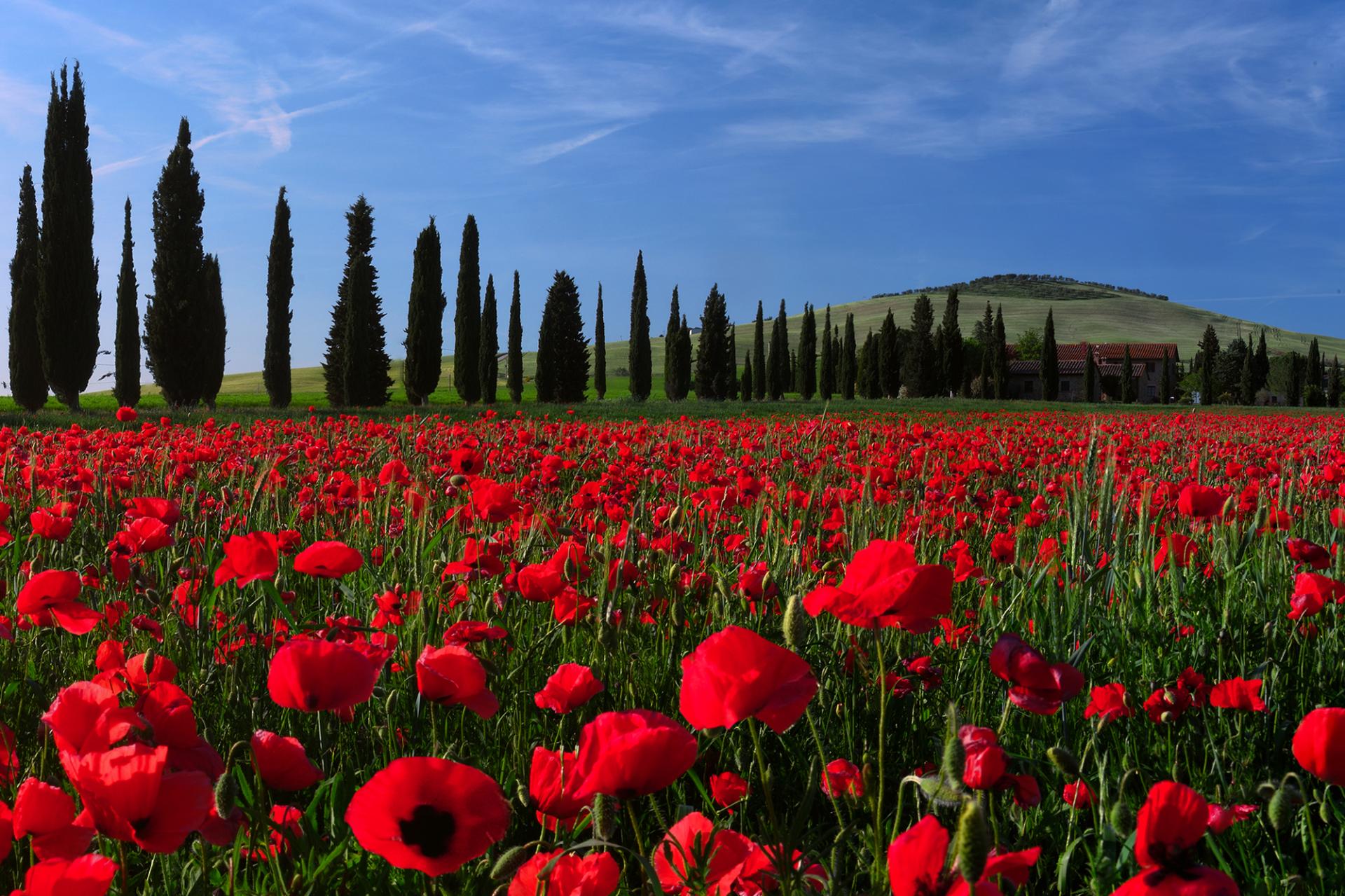 European Photography Awards Winner - Spring Blooms in Tuscany