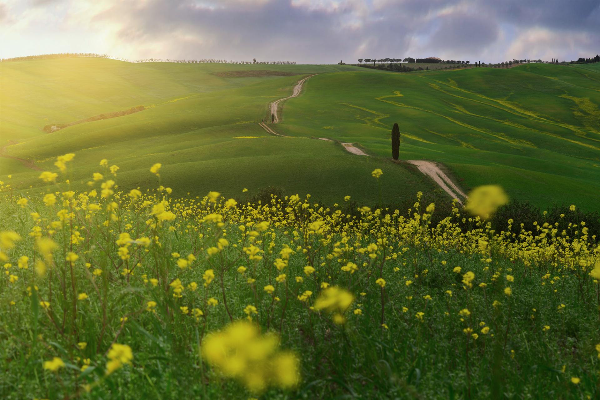 European Photography Awards Winner - Spring Blooms in Tuscany