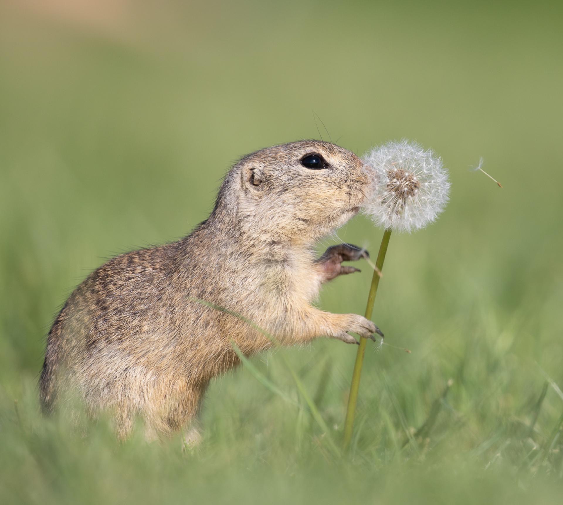 European Photography Awards Winner - Tasty Flower