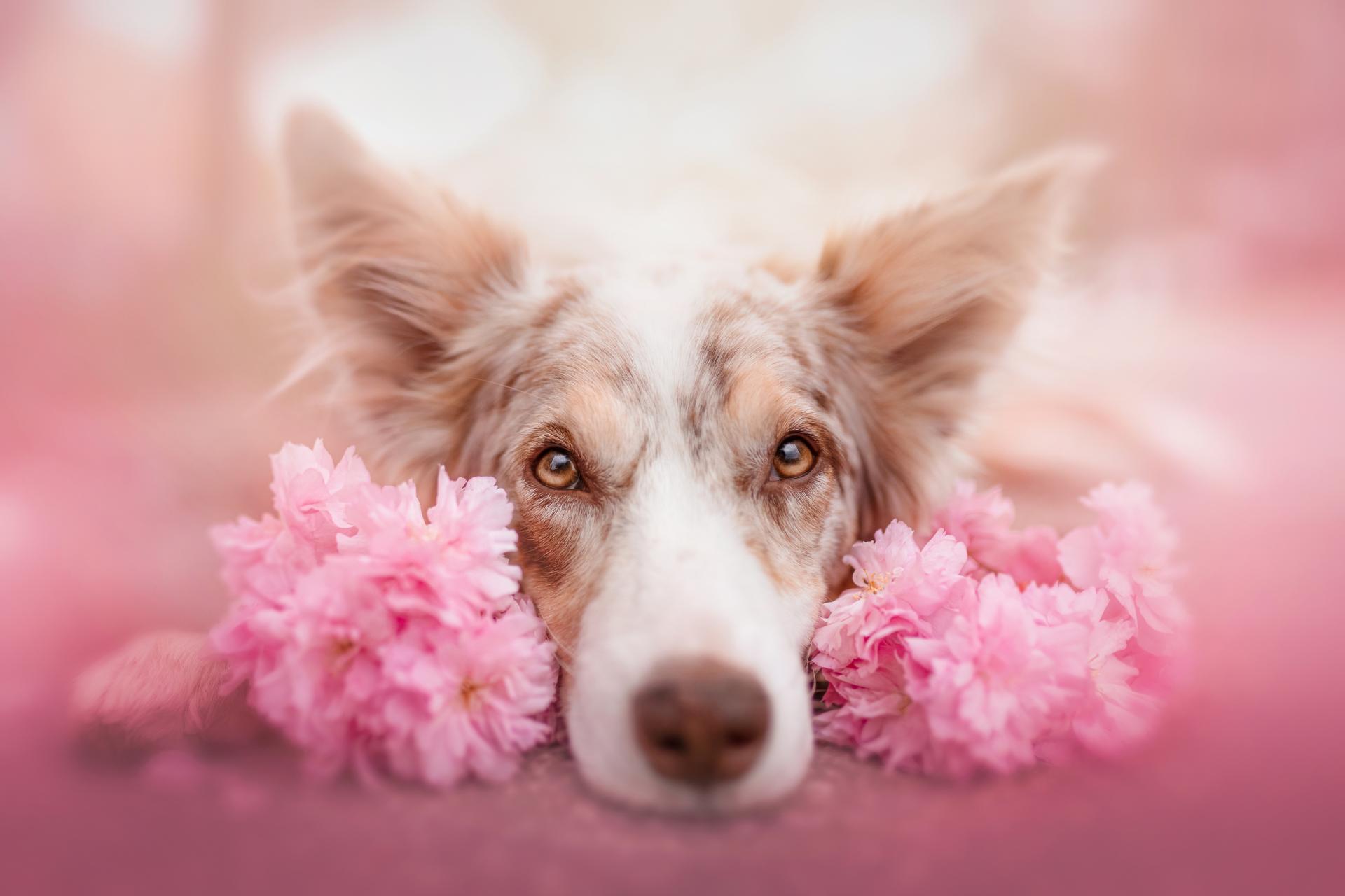 European Photography Awards Winner - Follow the flower rainbow