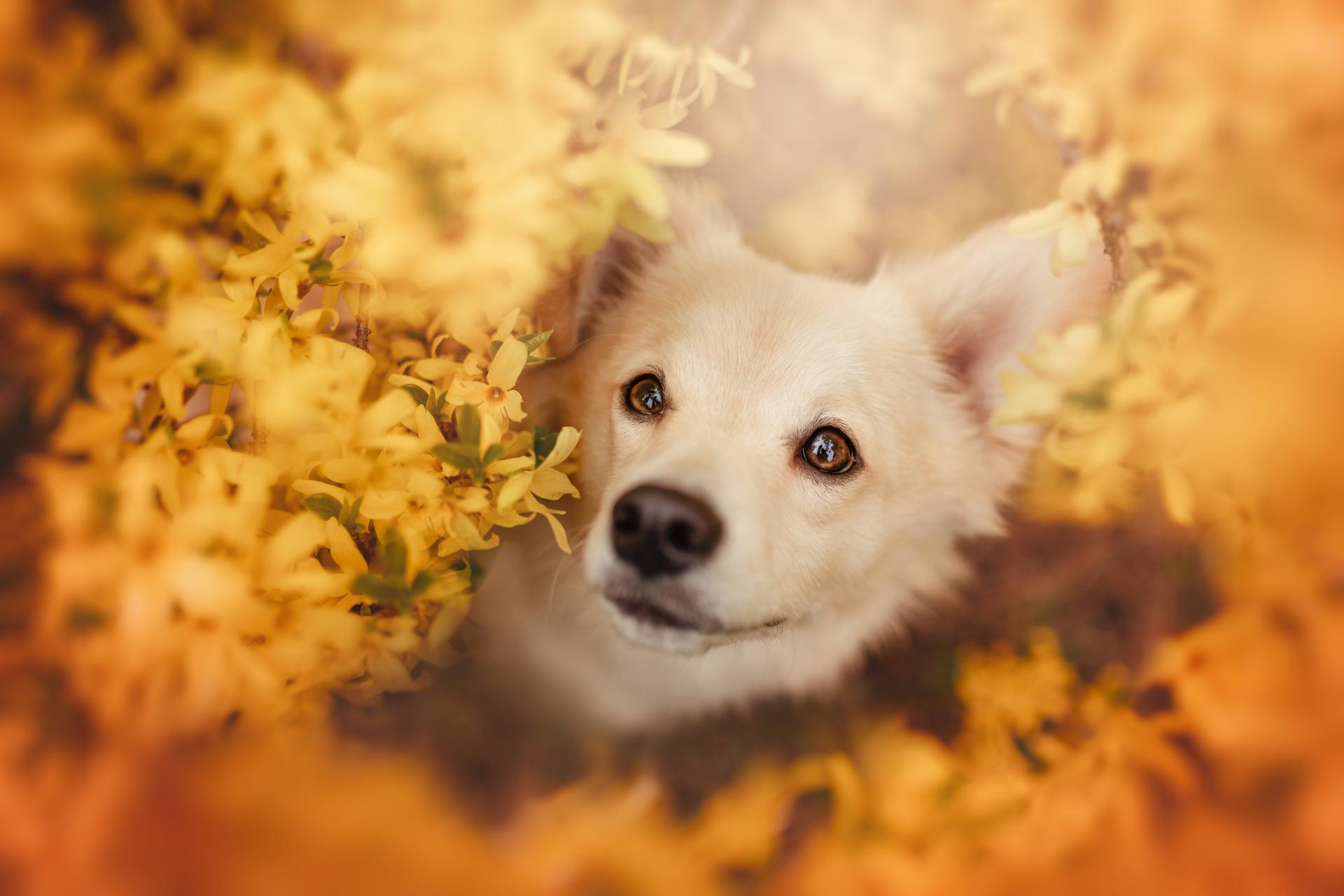 European Photography Awards Winner - Follow the flower rainbow