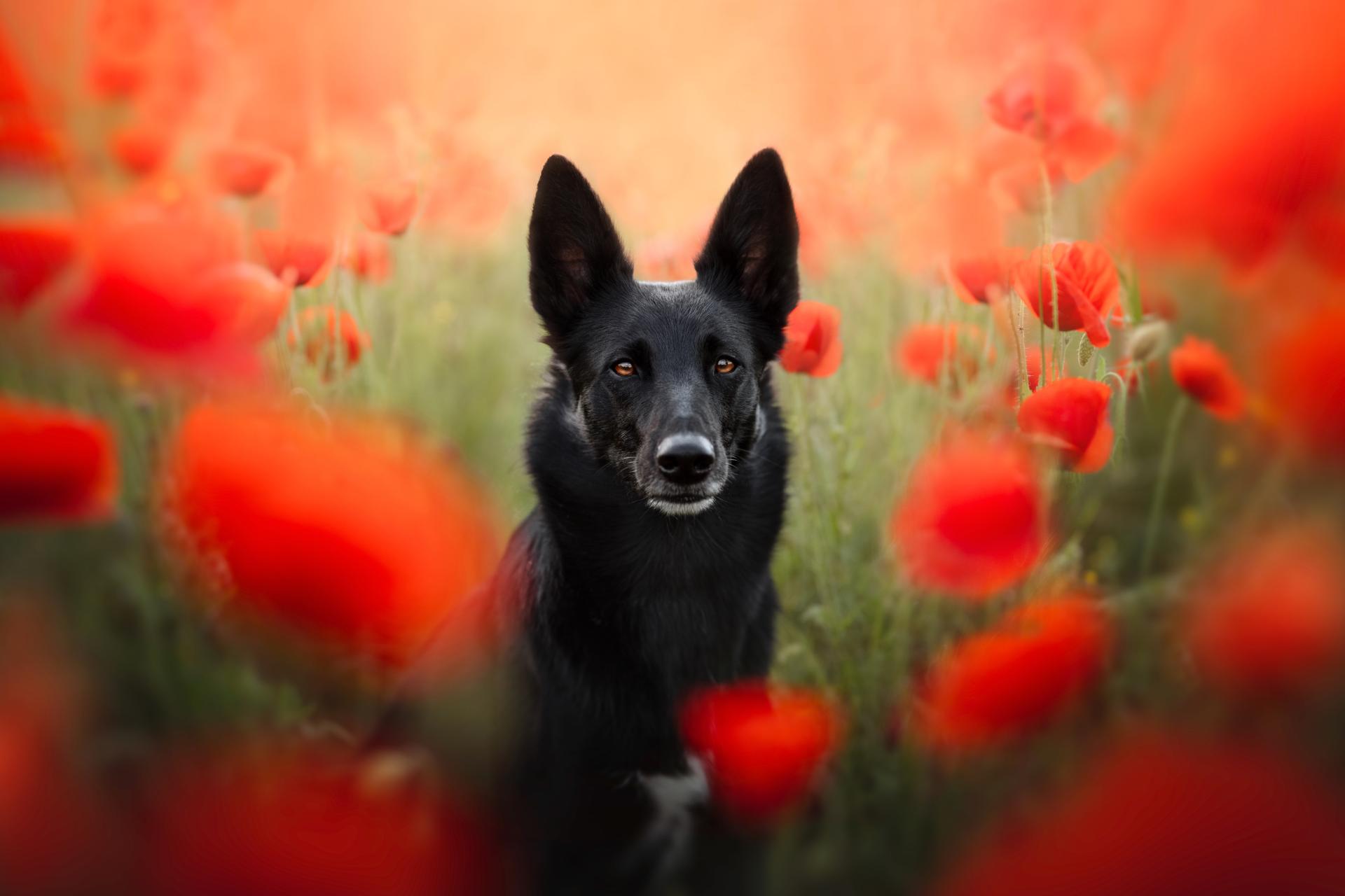 European Photography Awards Winner - Follow the flower rainbow