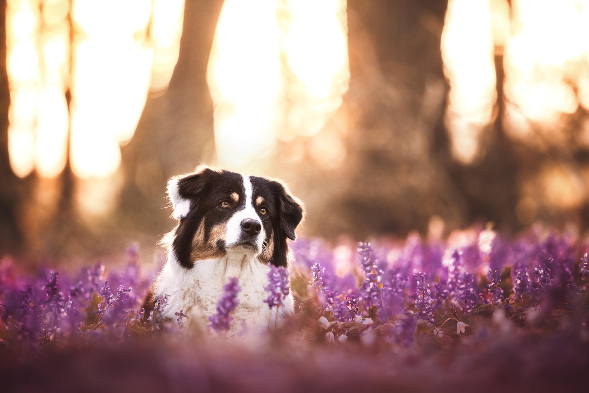 European Photography Awards Winner - Australian Shepherd in wild flowers