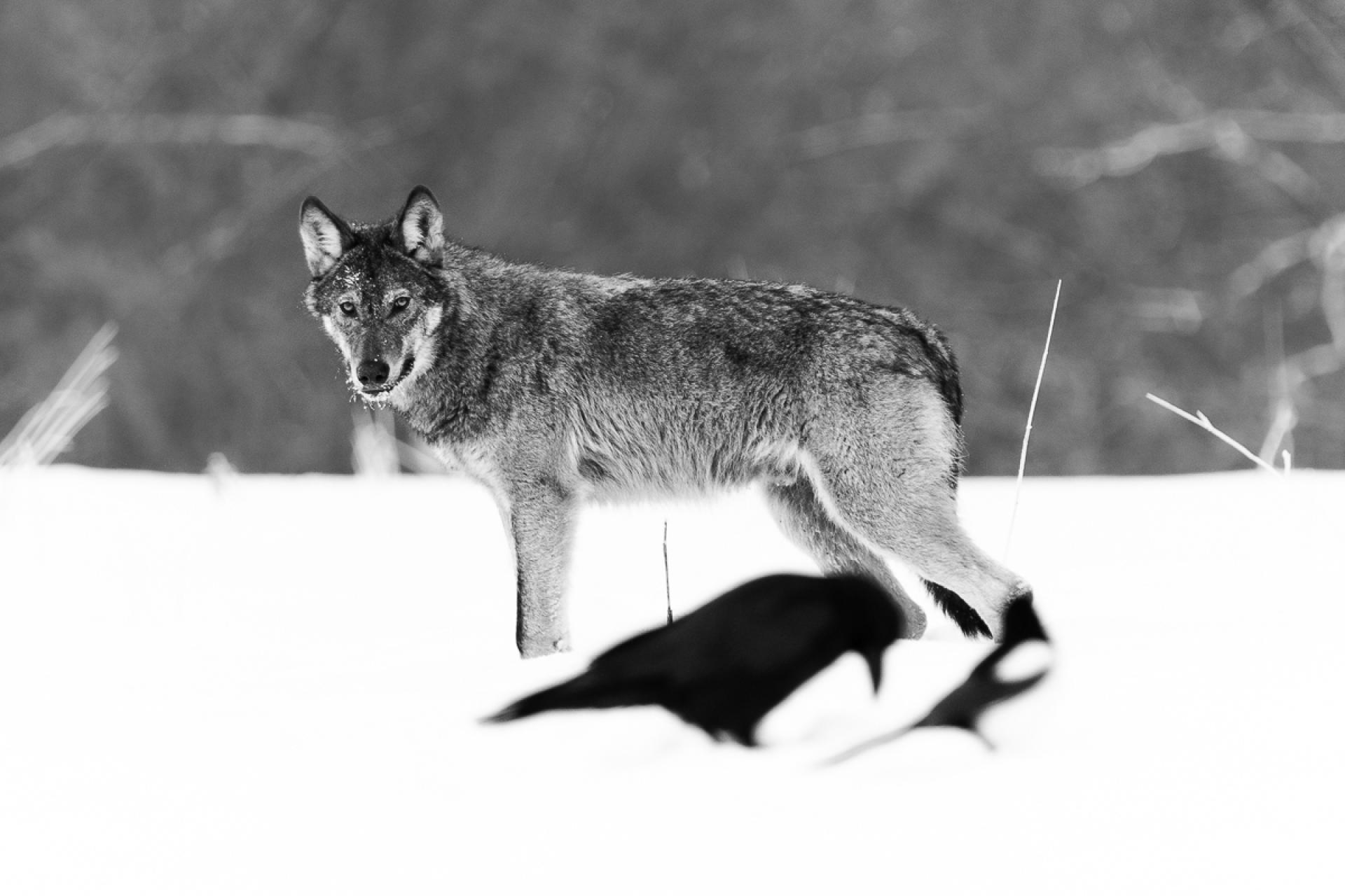 European Photography Awards Winner - Dances with wolves