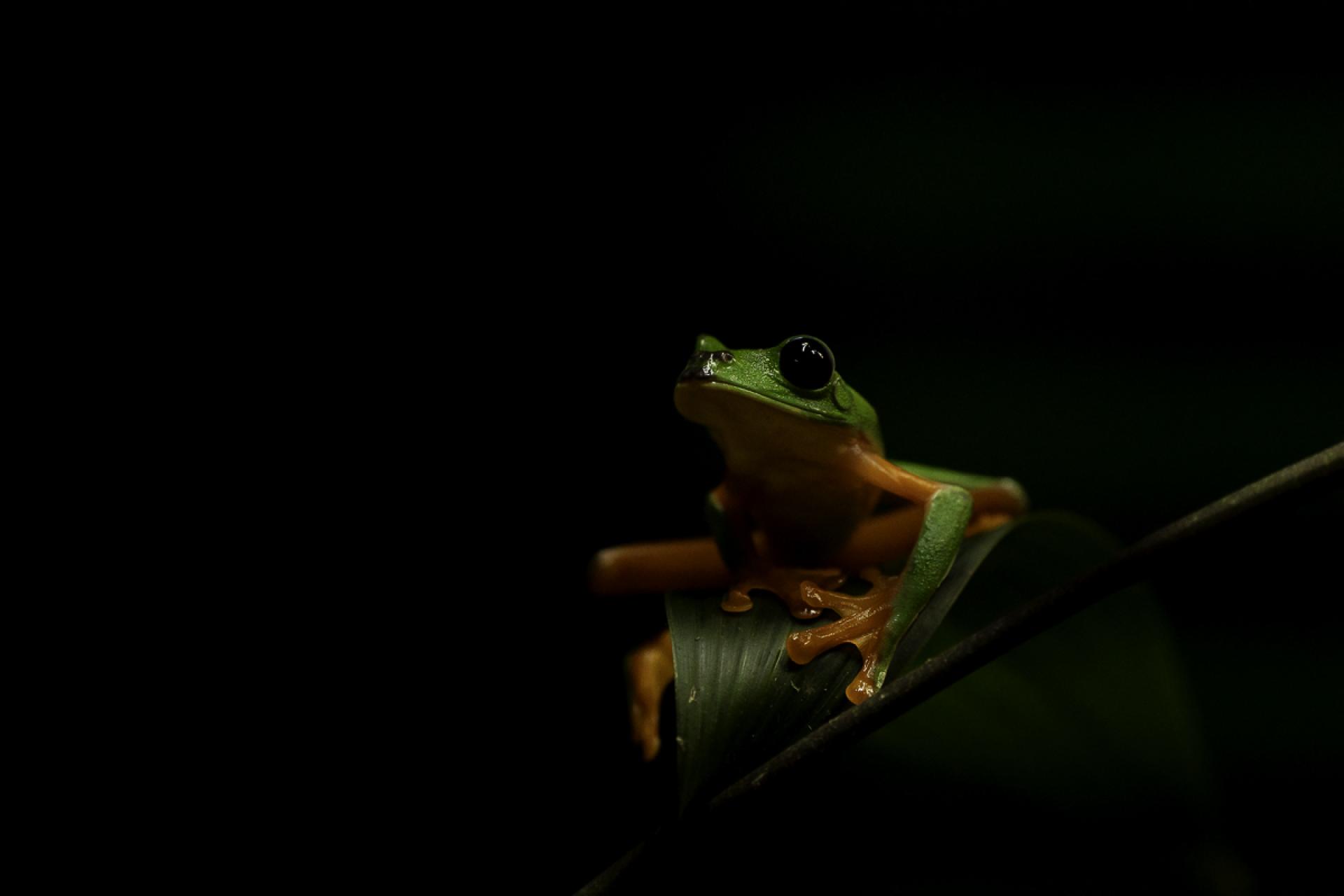 European Photography Awards Winner - Frog beauty