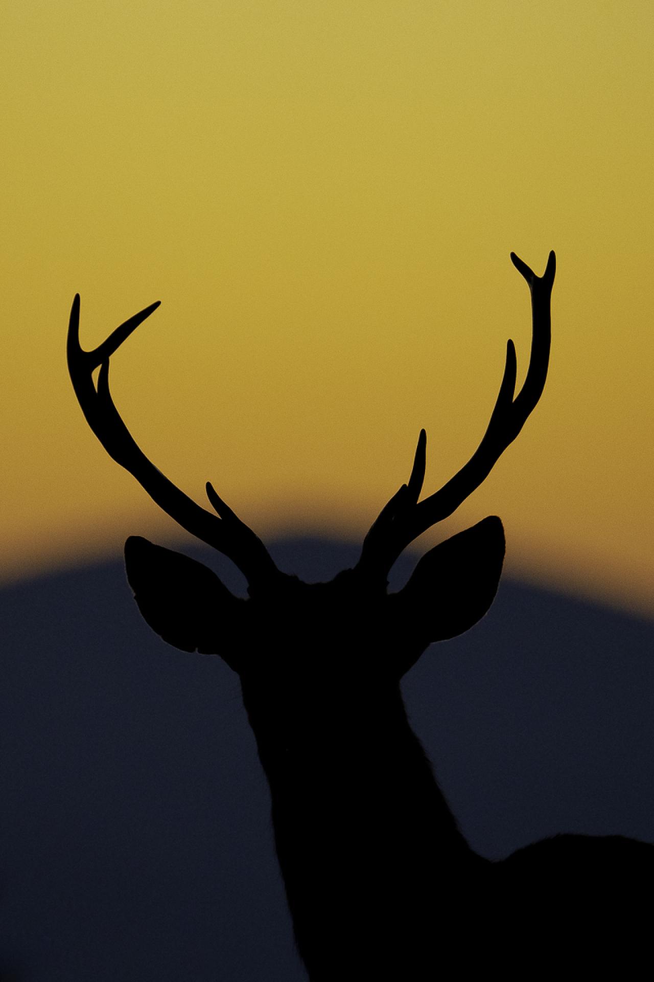 European Photography Awards Winner - Deer @ sunrise