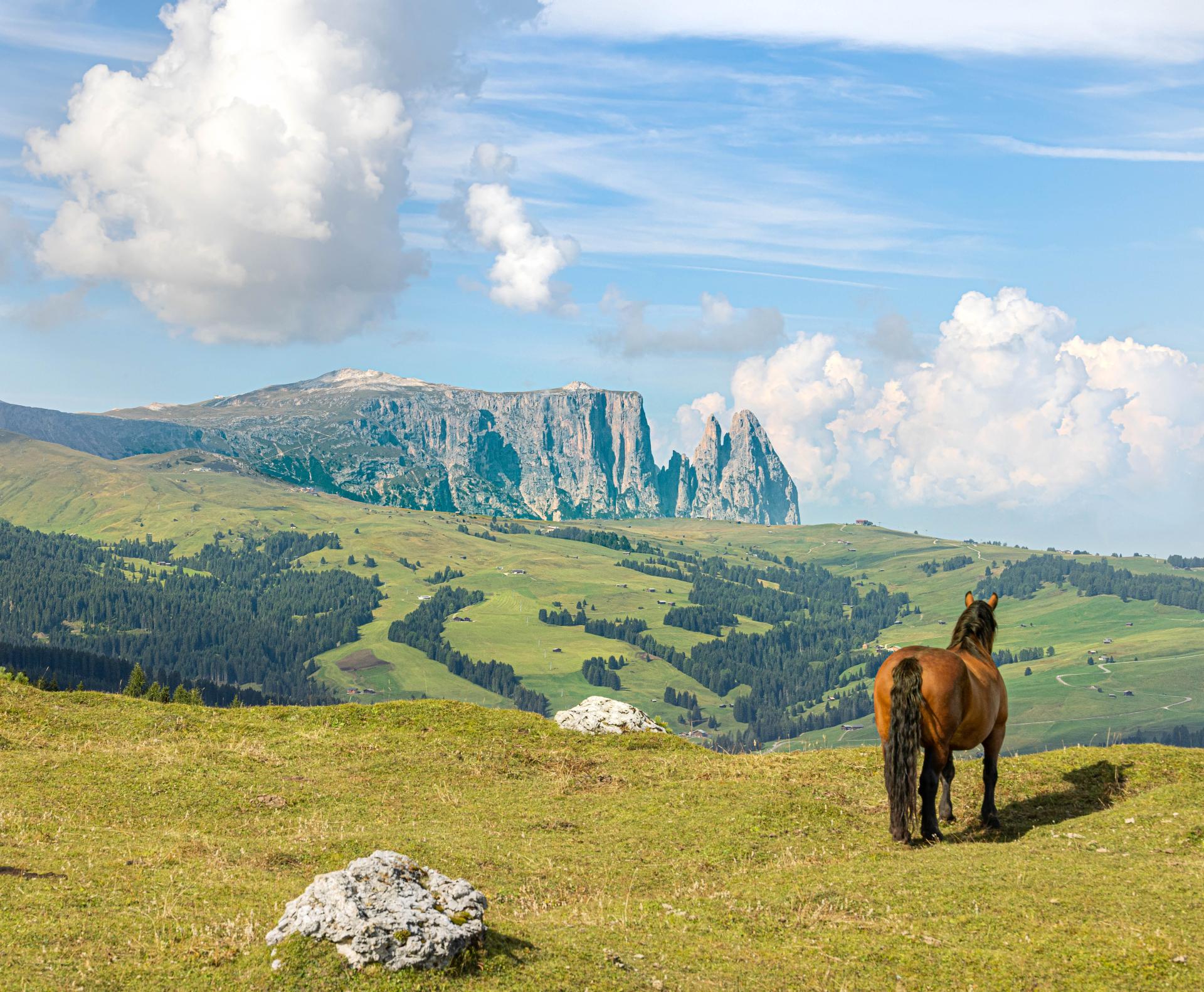 European Photography Awards Winner - Equus Dreaming, Val Gardena, Italy 