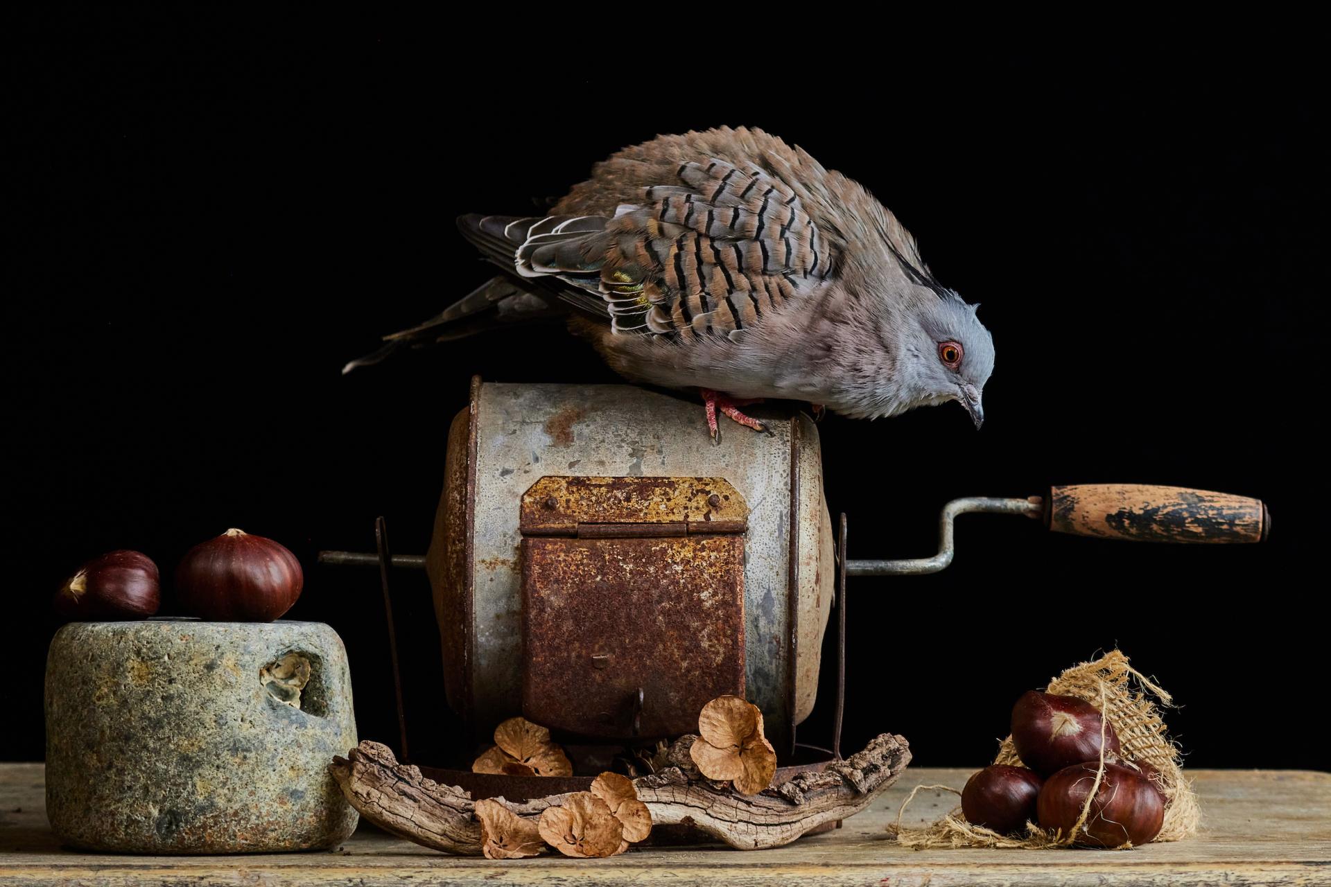 European Photography Awards Winner - Chestnut Season