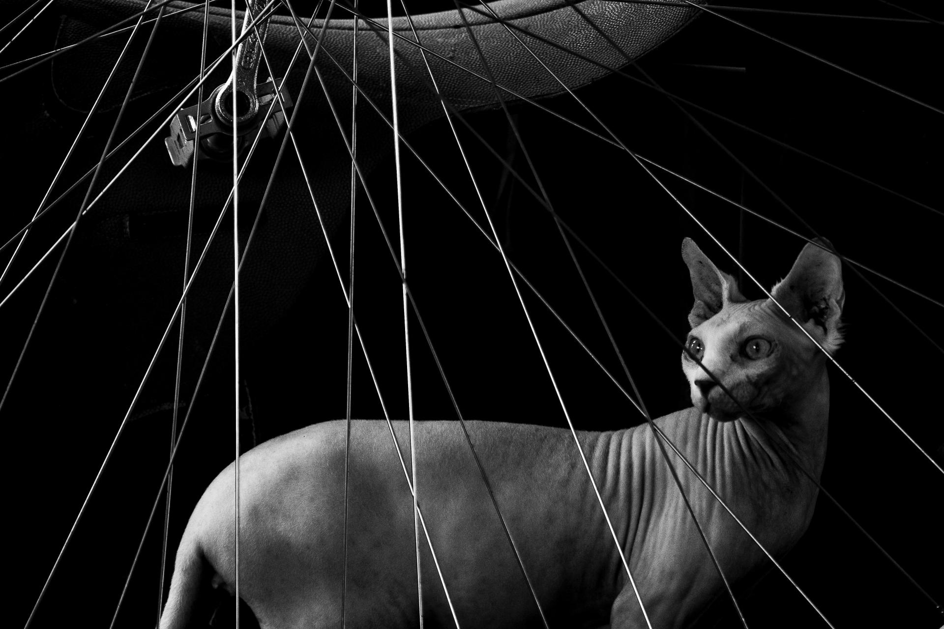 European Photography Awards Winner - Barney In The Penny Wheel