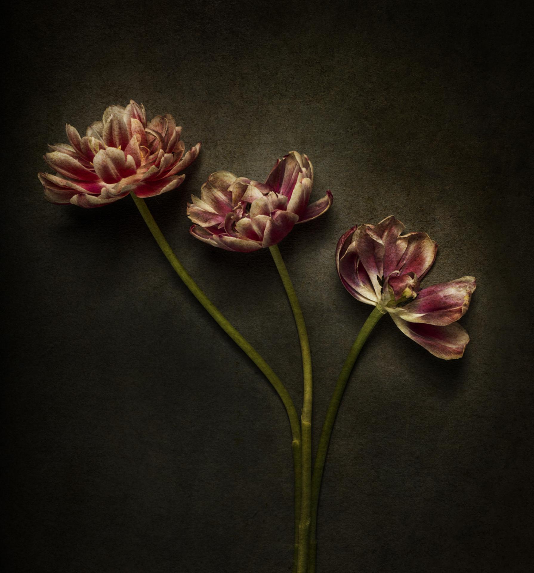 European Photography Awards Winner - Tulipes