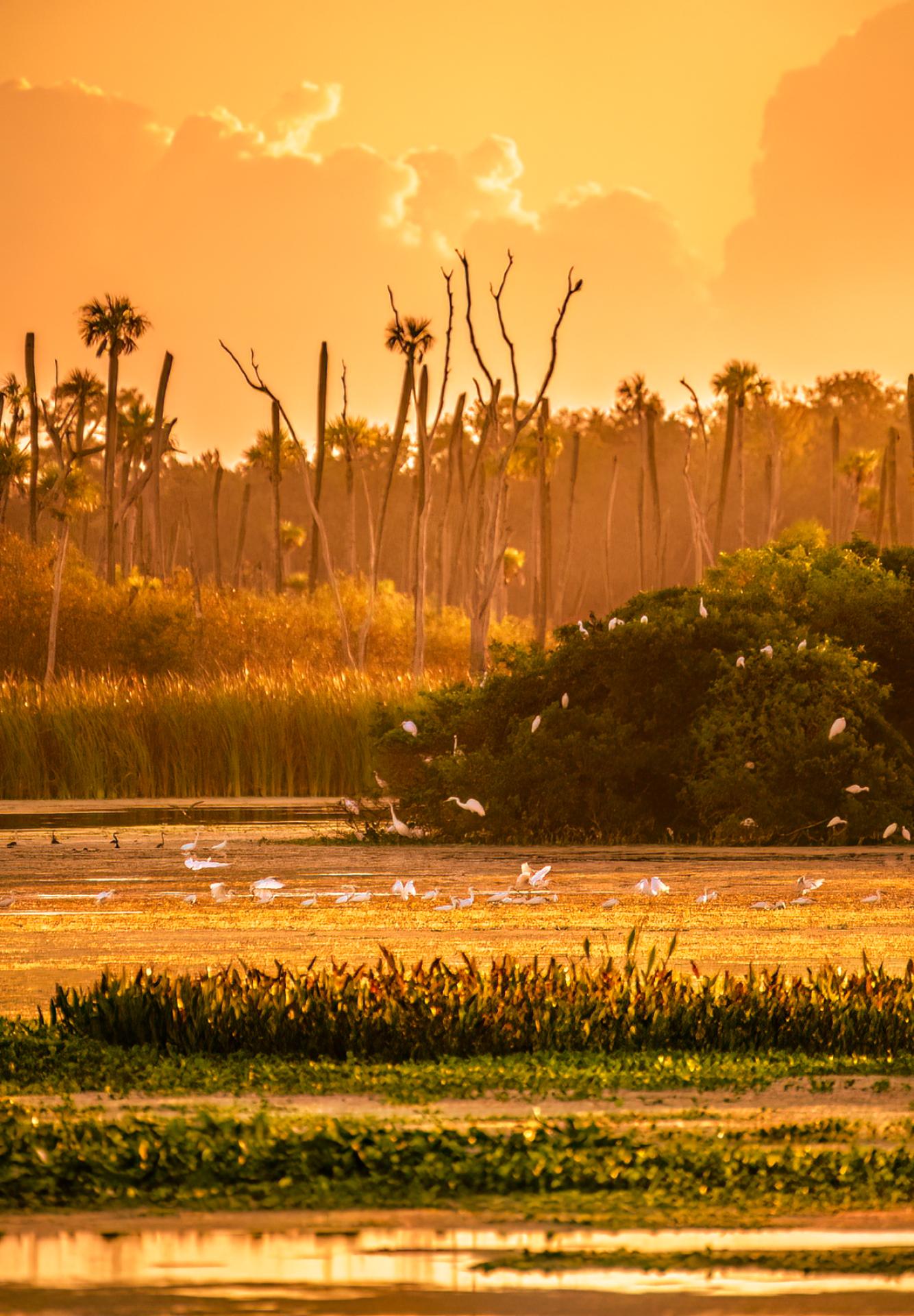 European Photography Awards Winner - The Wetlands are Calling