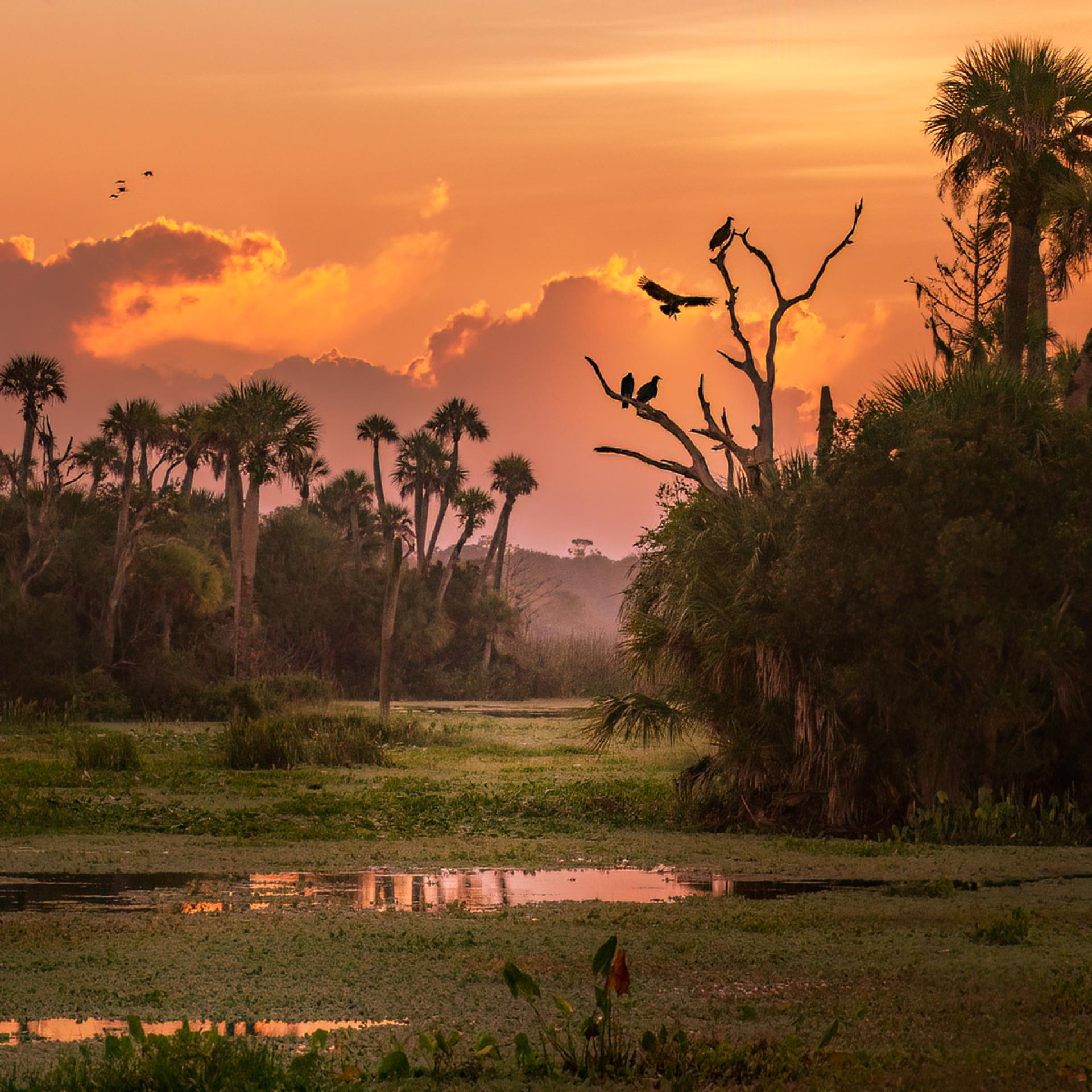 European Photography Awards Winner - A Wetland's Morning