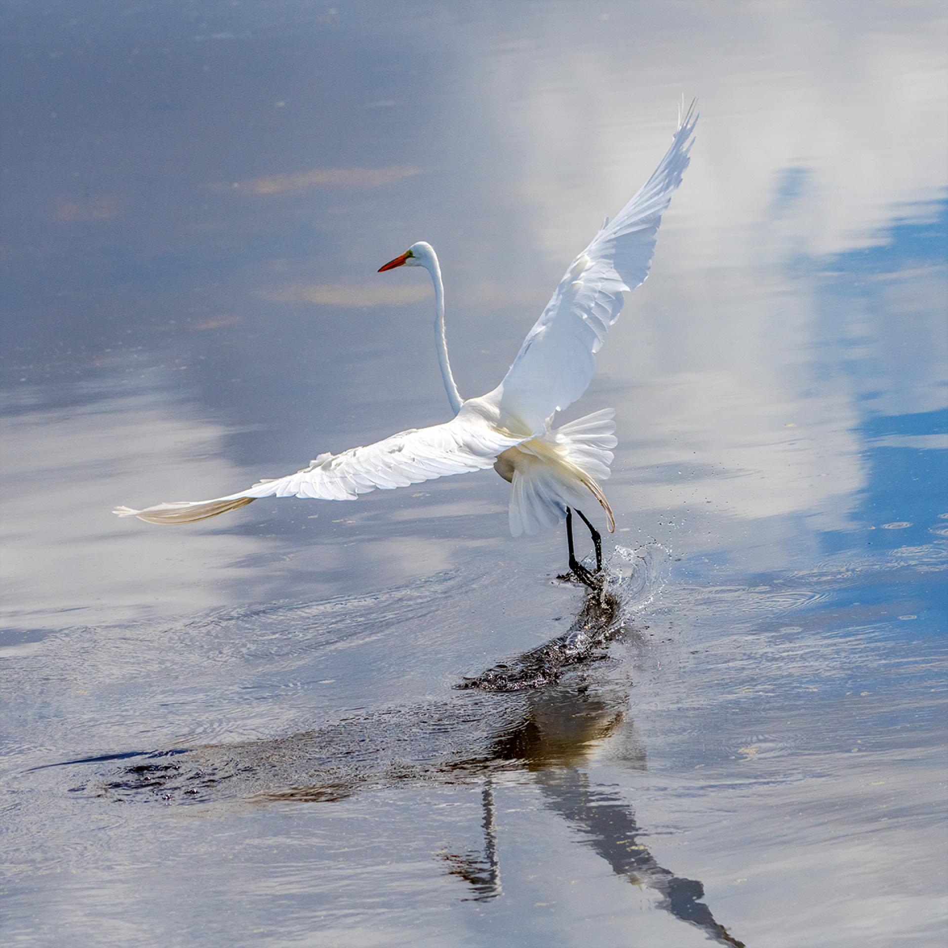 European Photography Awards Winner - The Skating Moment of a Great Egret