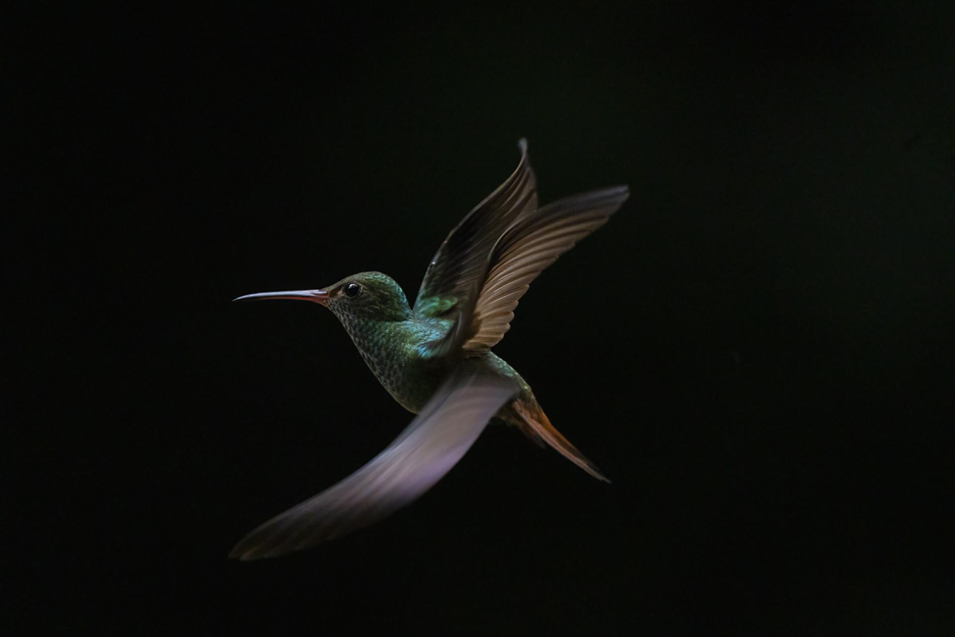 European Photography Awards Winner - Hummingbird Art