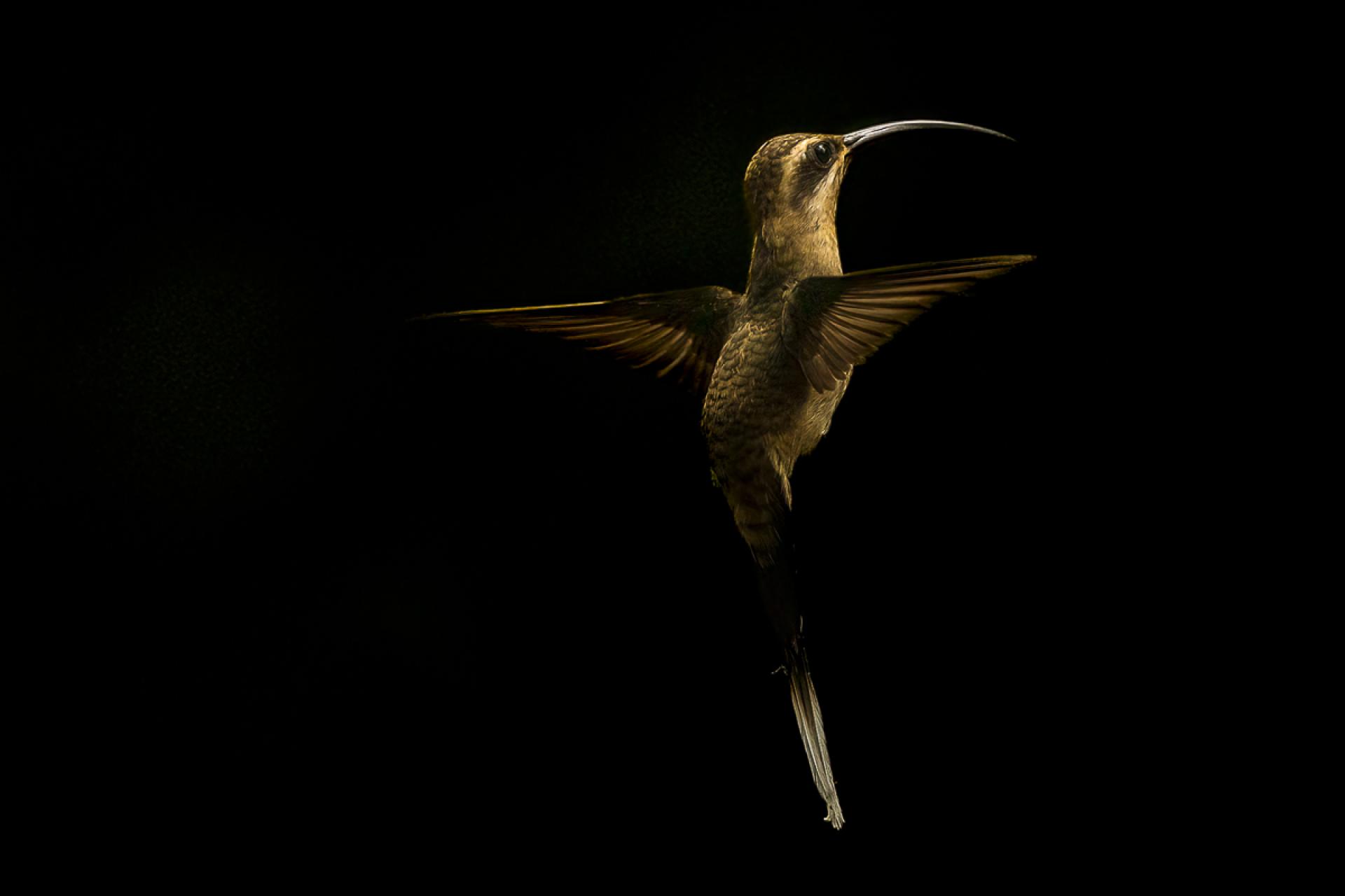 European Photography Awards Winner - Hummingbird Art