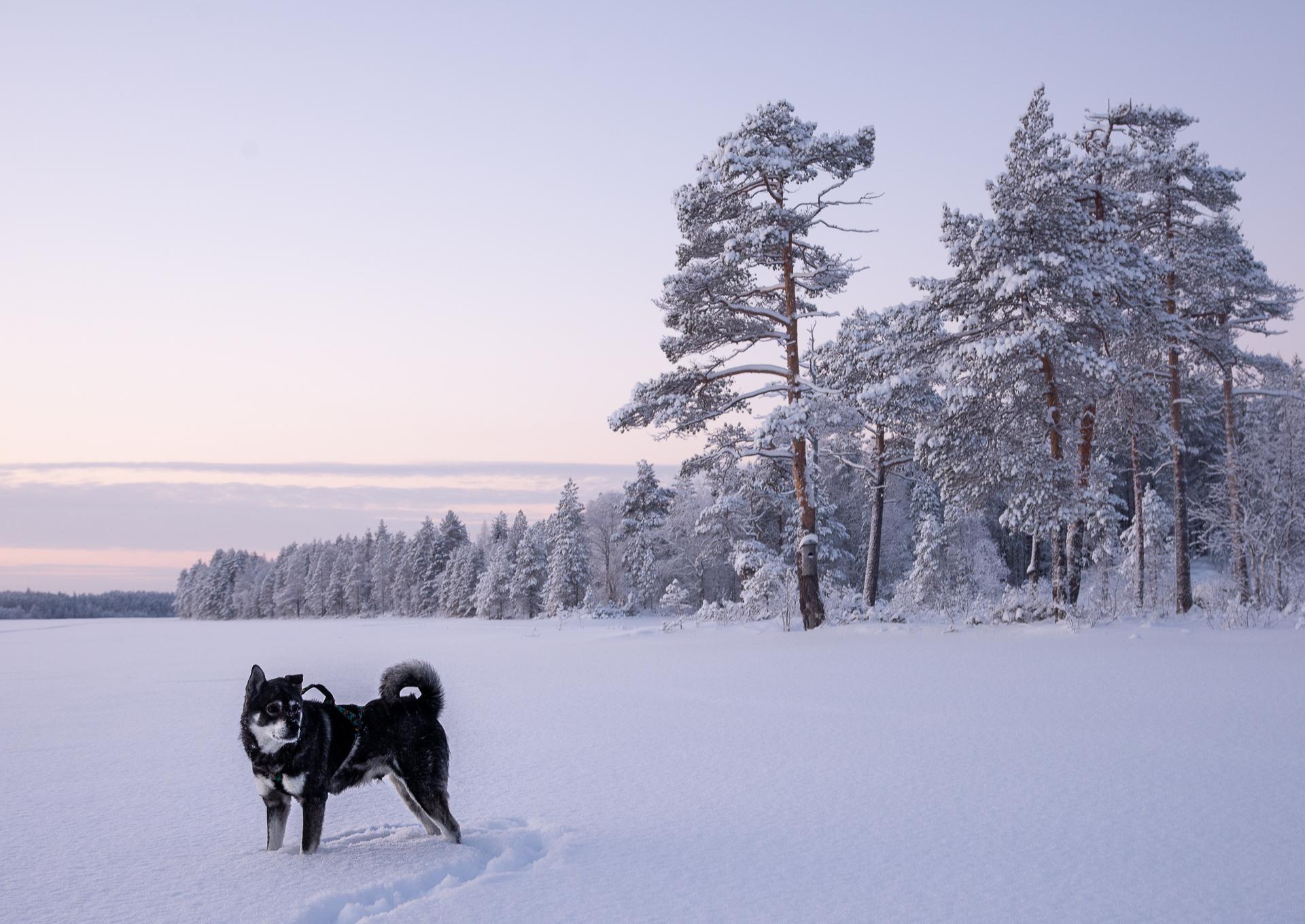 European Photography Awards Winner - Arctic by Nature 