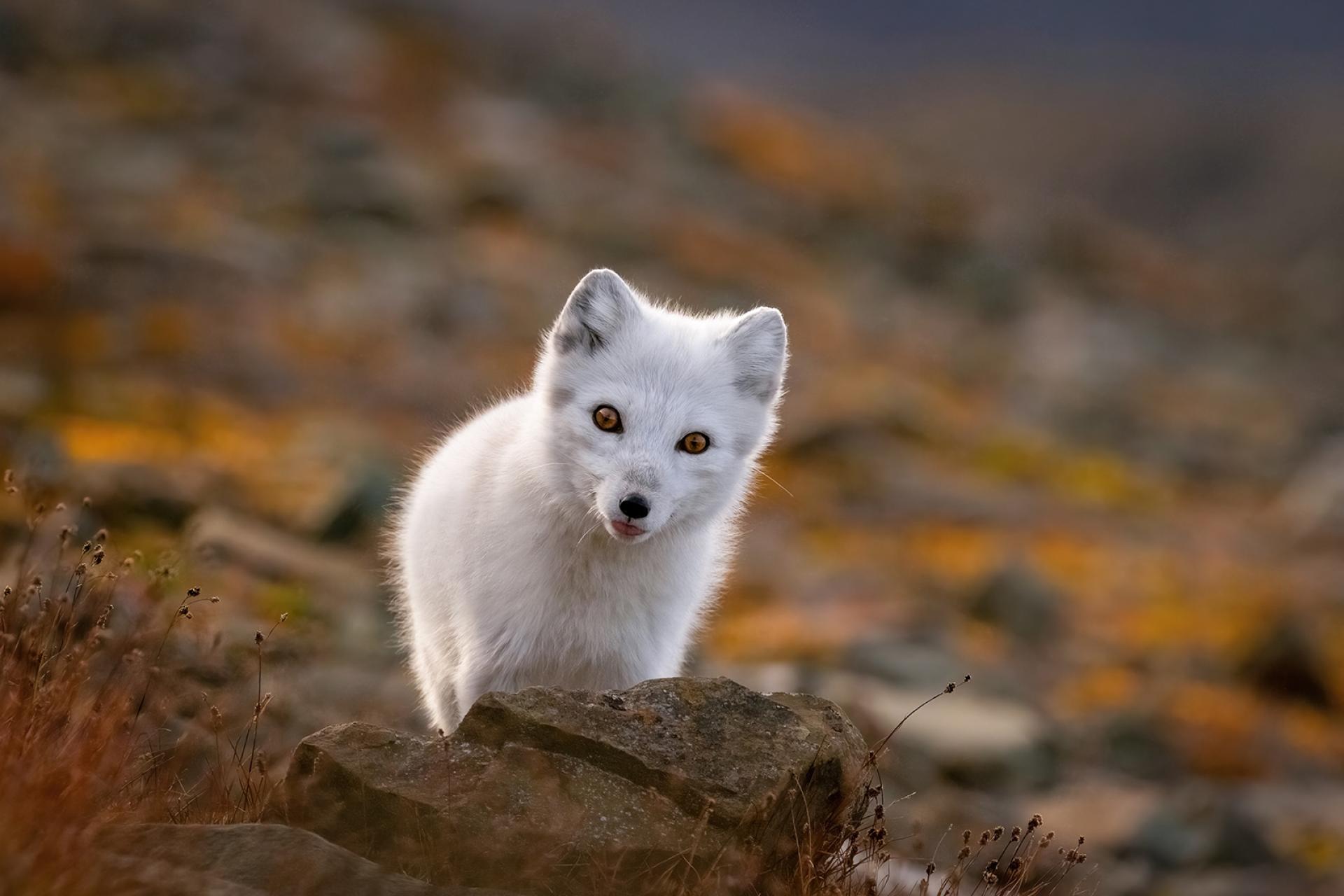 European Photography Awards Winner - Hide and seek amid autumn colours