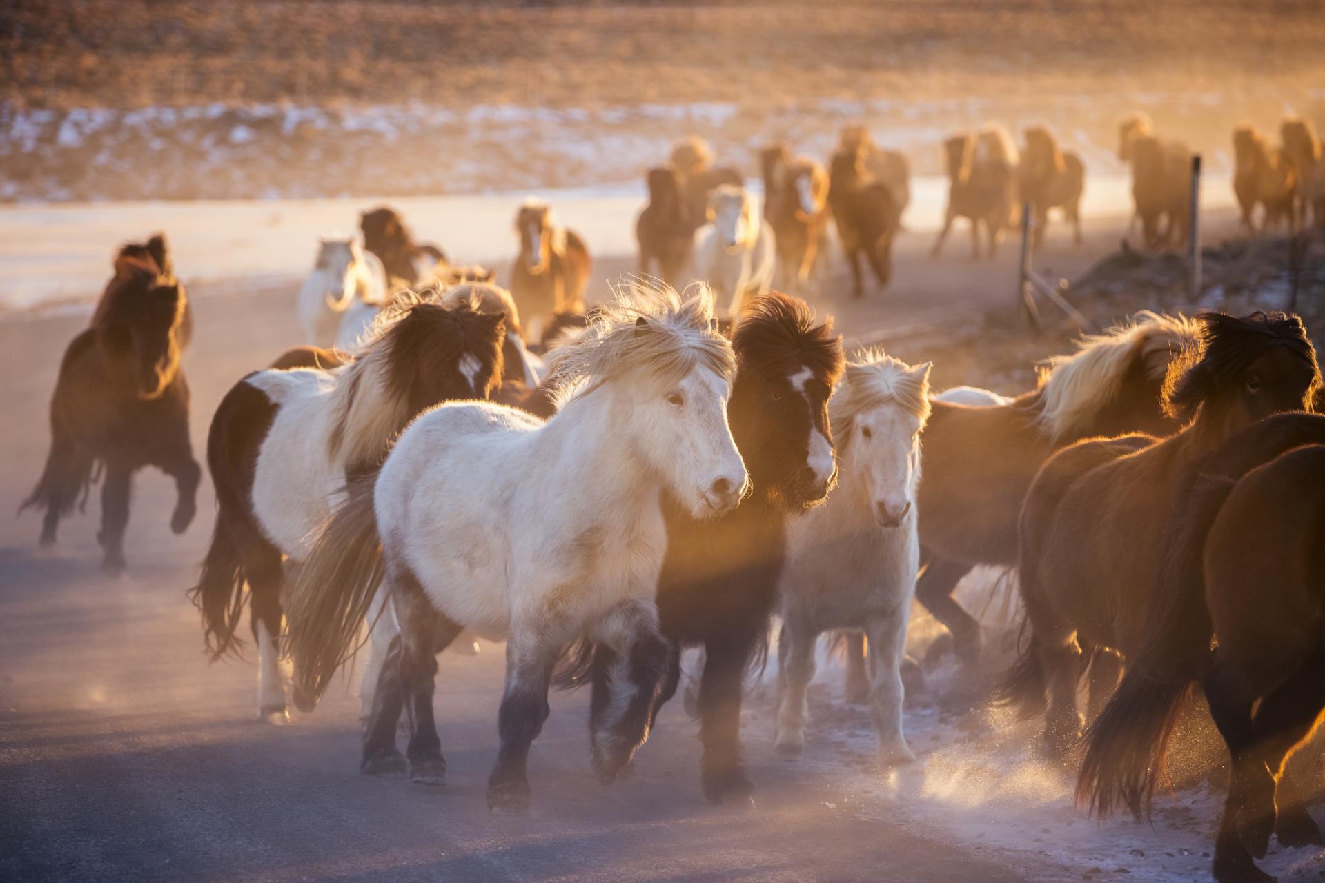 European Photography Awards Winner - Horses of the golden light