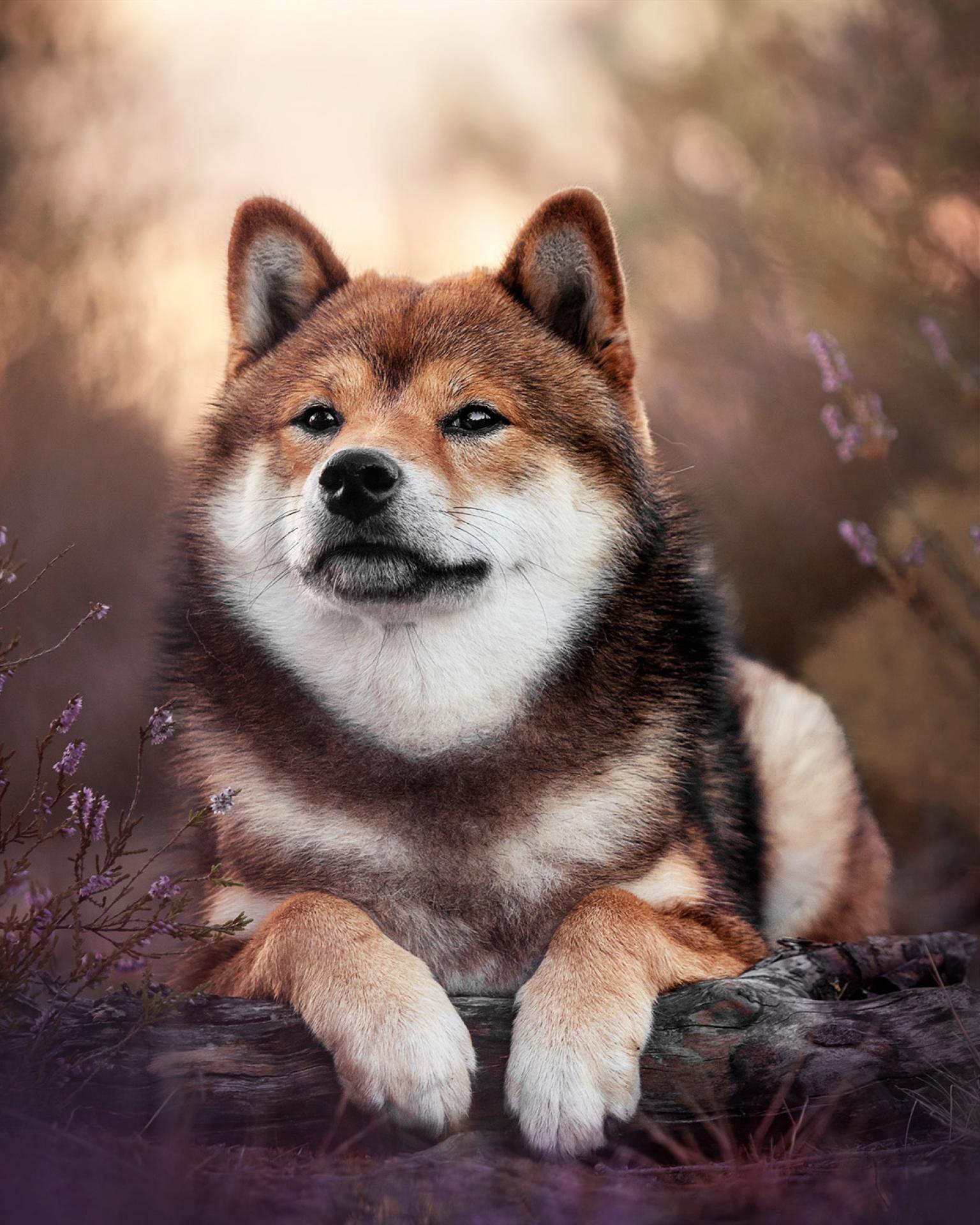 European Photography Awards Winner - Shiba in heather