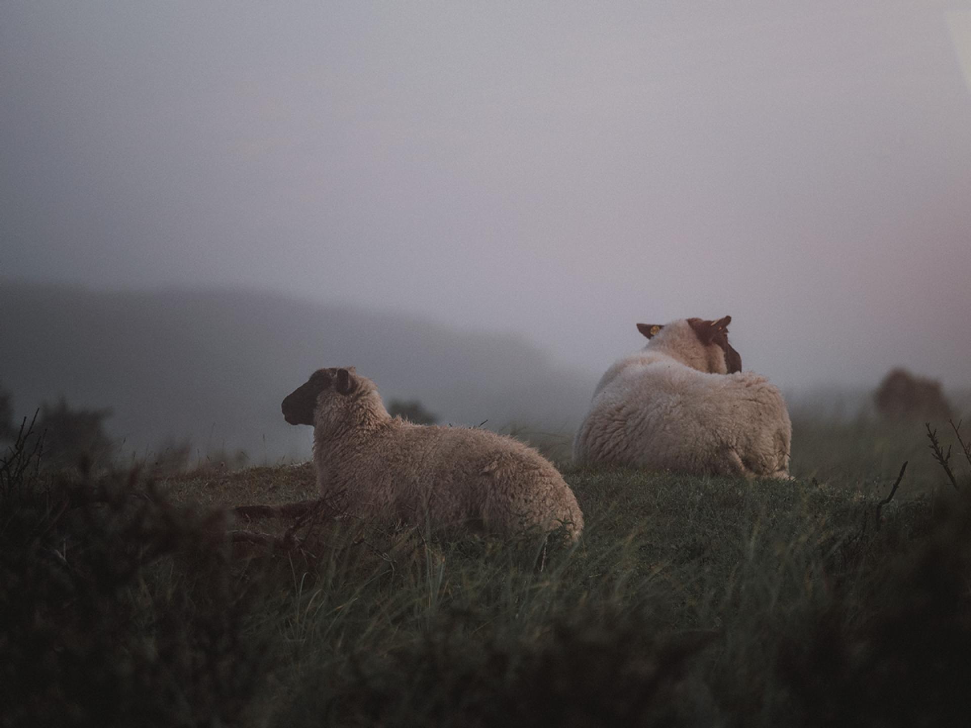 European Photography Awards Winner - sheep in the fog