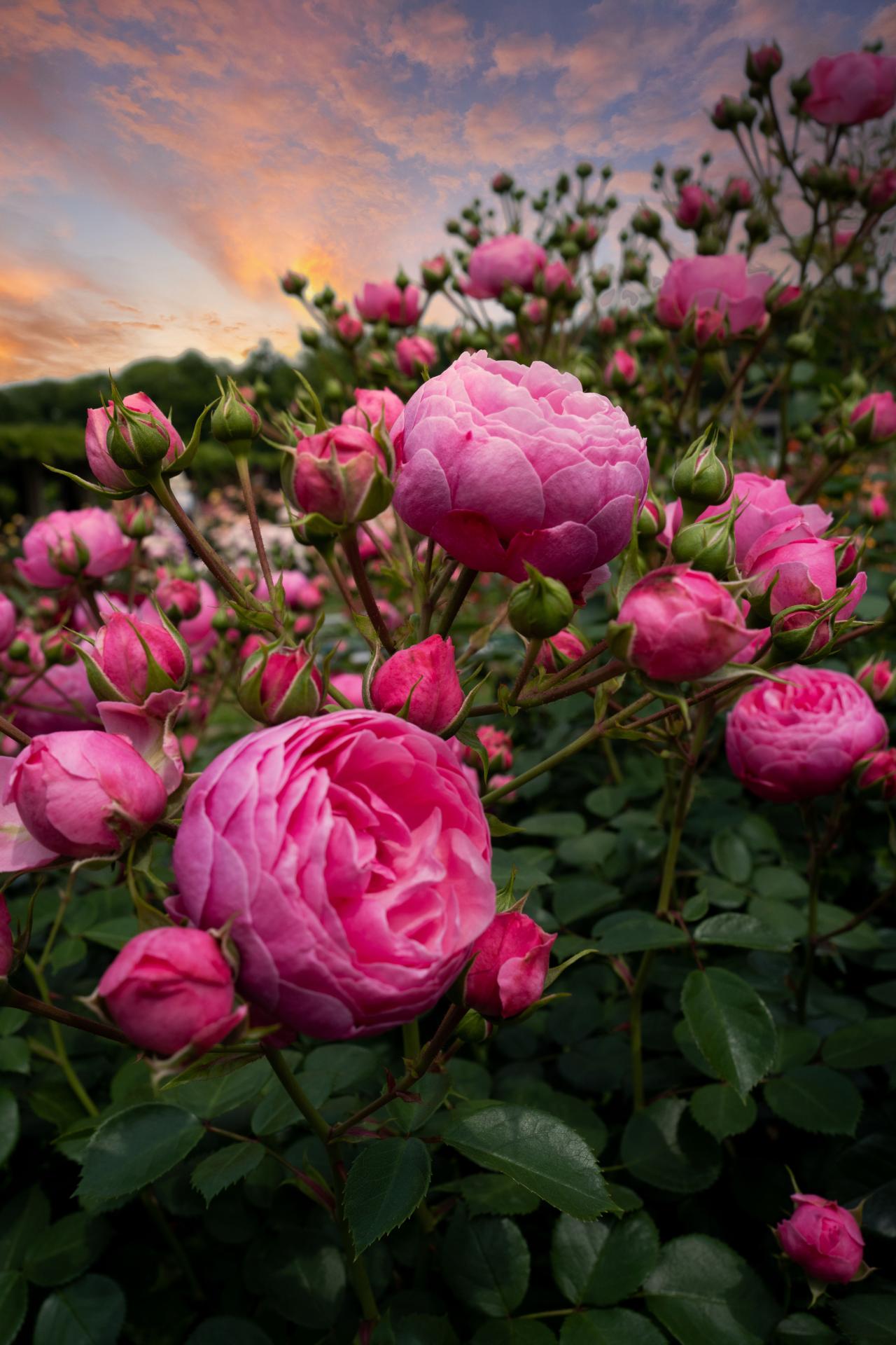 European Photography Awards Winner - Roses at dusk