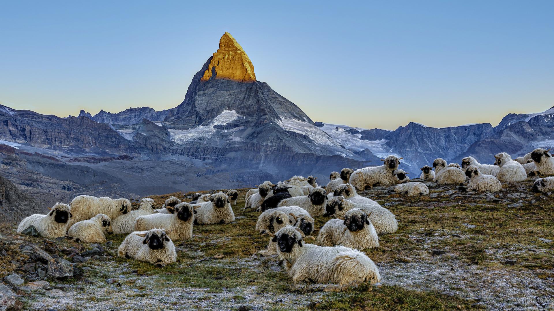 European Photography Awards Winner - Meet the Sheep at the Matterhorn