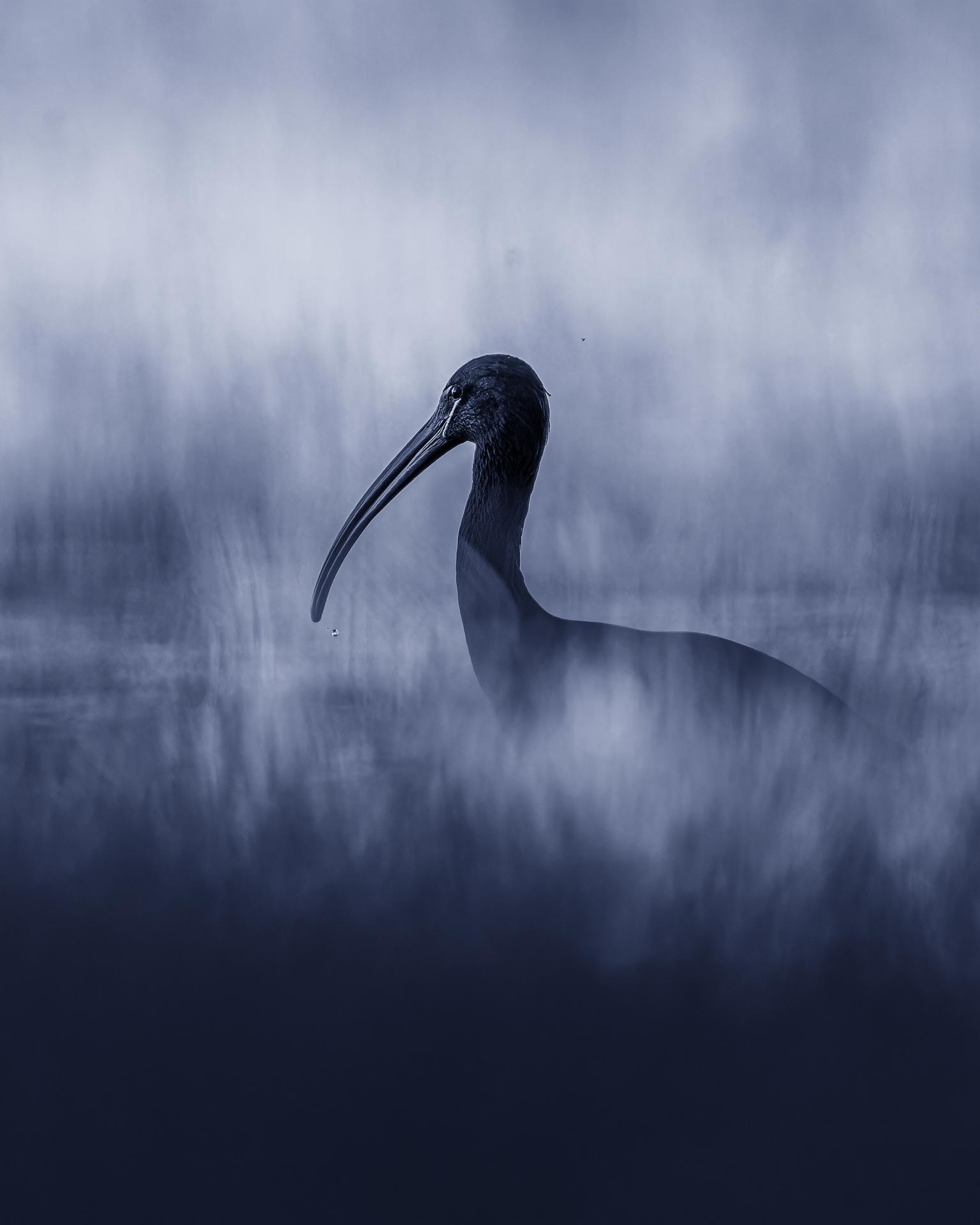 European Photography Awards Winner - The charcoal Ibis