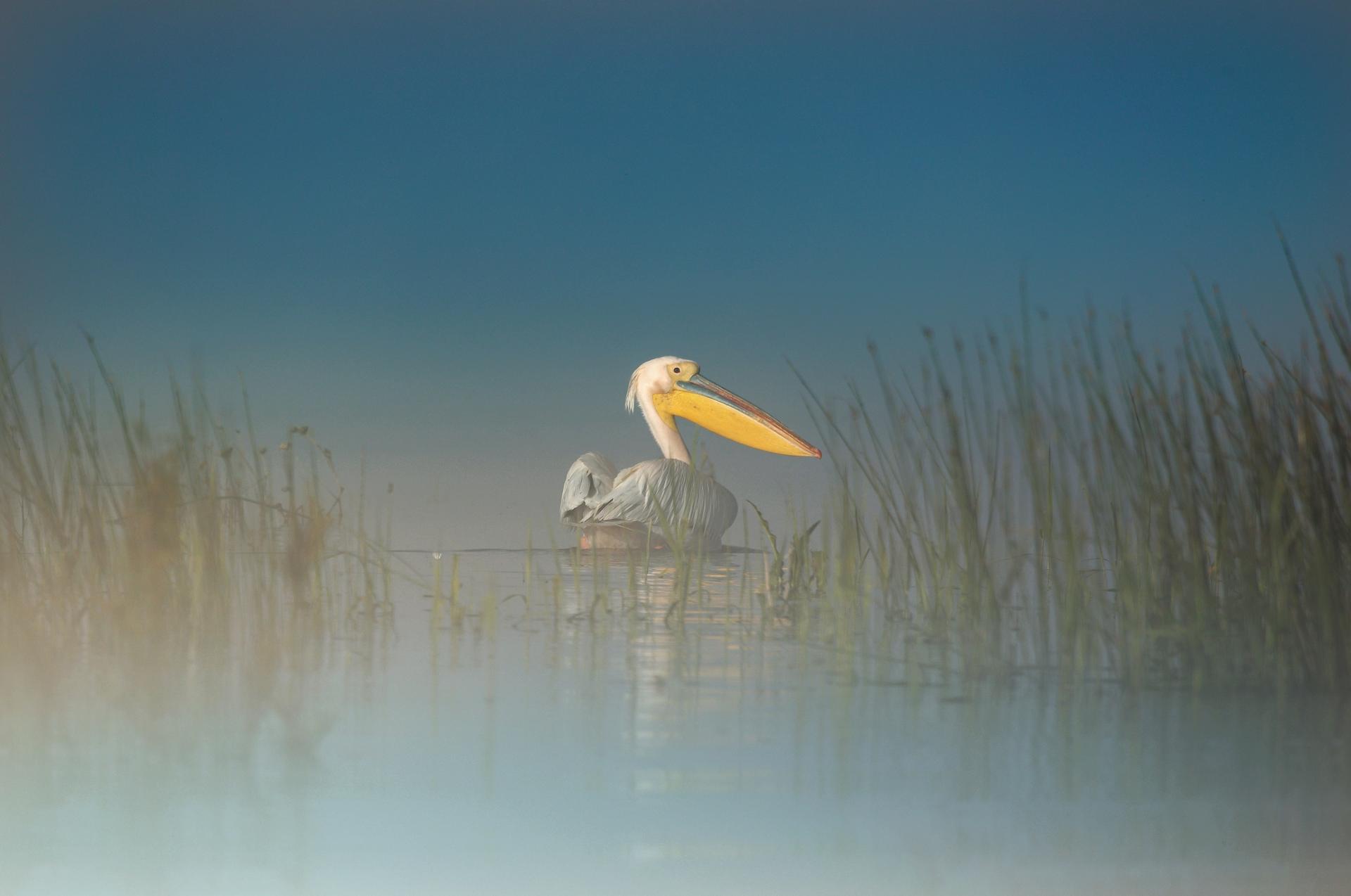 European Photography Awards Winner - Snow White and one of the seven Pelicans