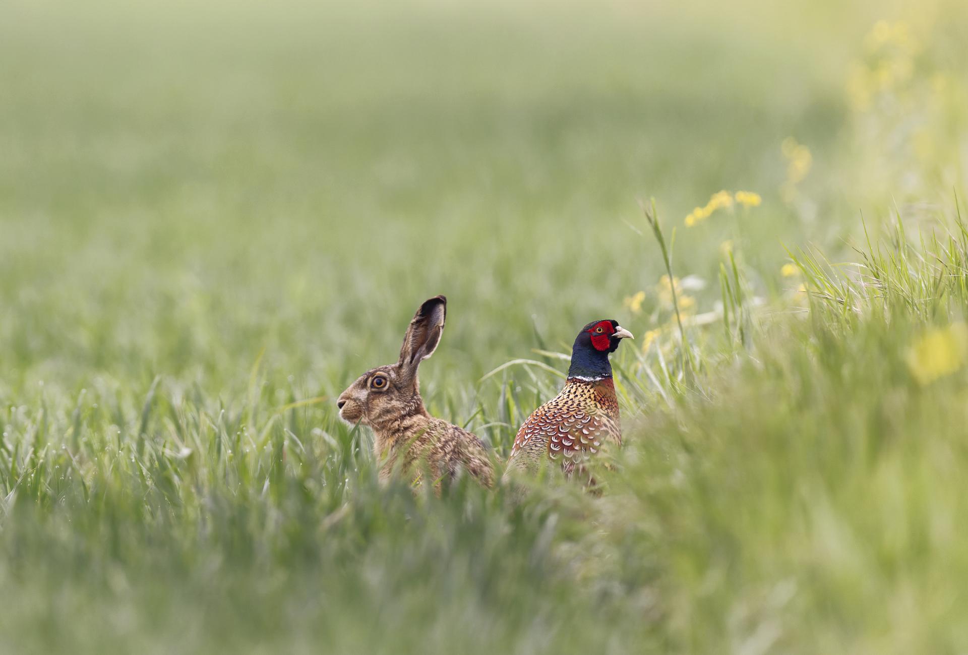 European Photography Awards Winner - The rabbit and the pheasant